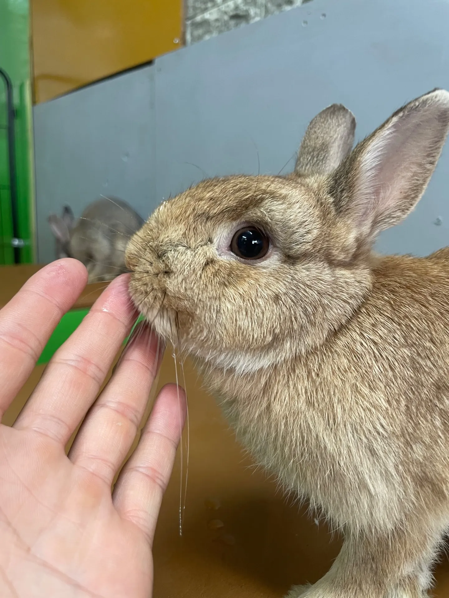 休日に家族で楽しめる動物園の魅力と船橋市周辺の過ごし方ガイド