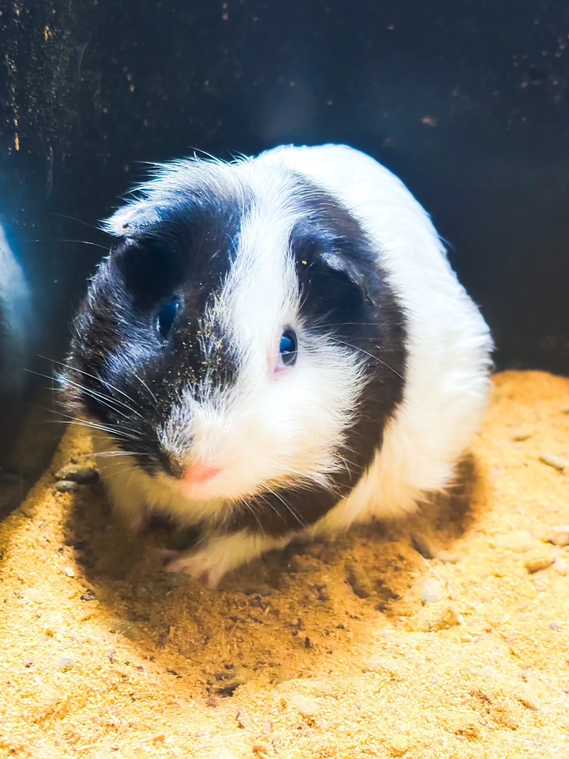 動物園で千葉県船橋市のおでかけを家族で満喫する無料＆体験充実プラン