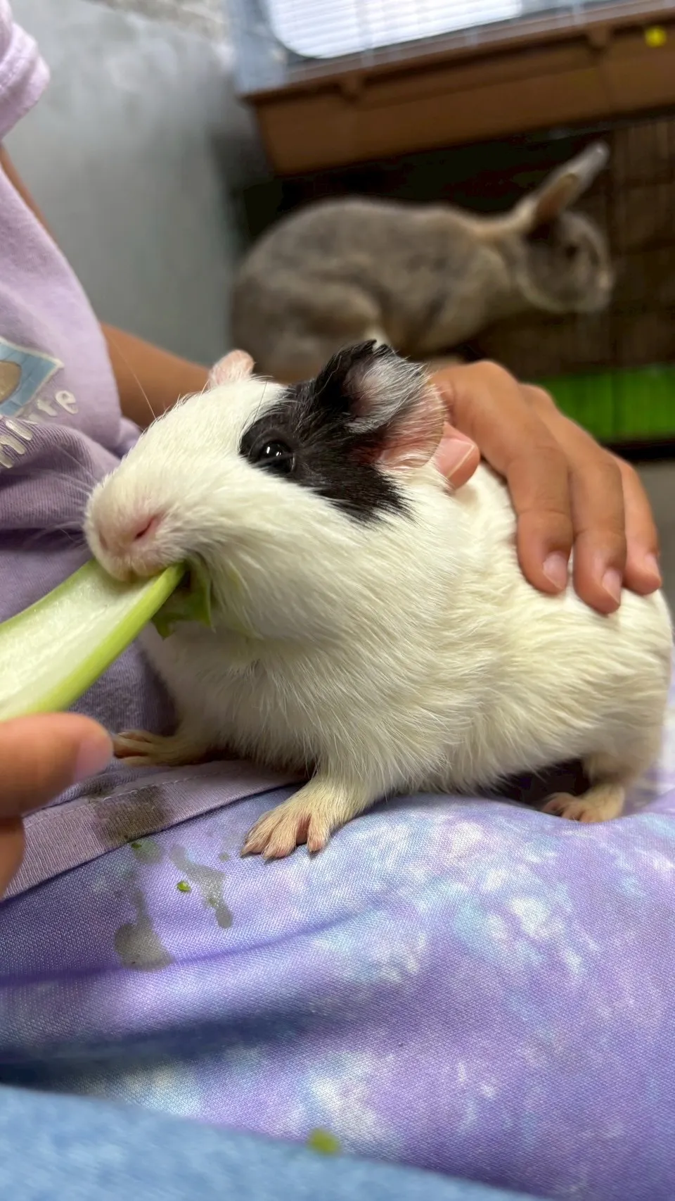 動物園で千葉県船橋市のデートがもっと楽しくなる二人きりの癒し体験ガイド