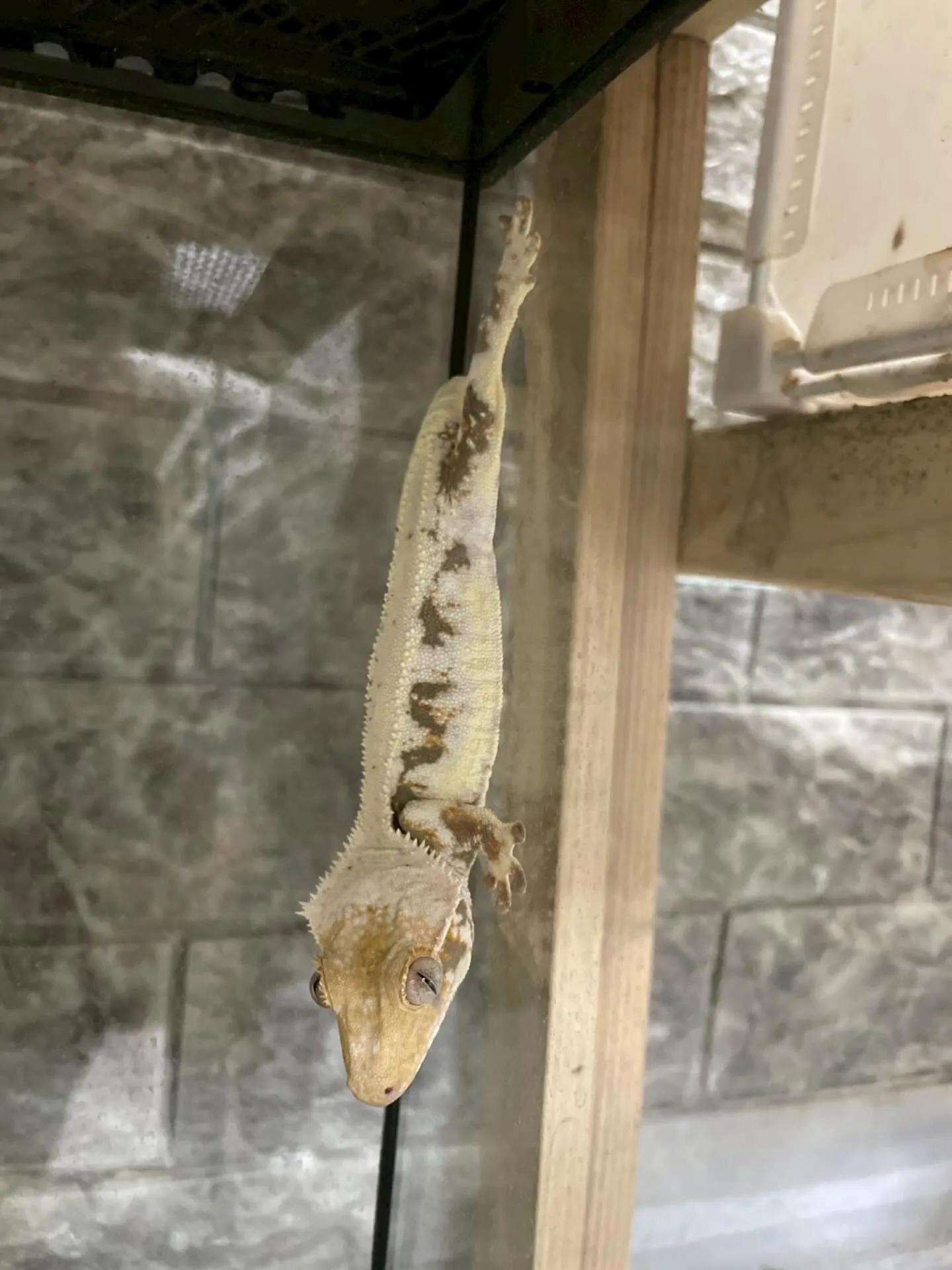 🦎クレステッドゲッコーの紹介🦎
