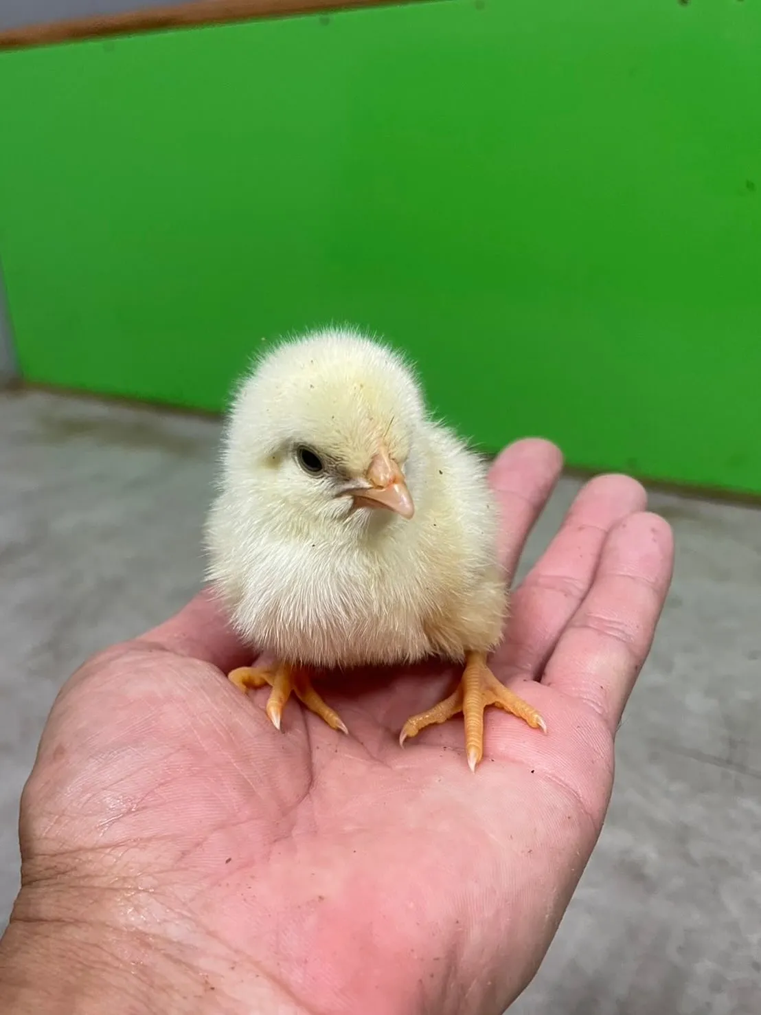 🐥ちいさなひよこ🐥