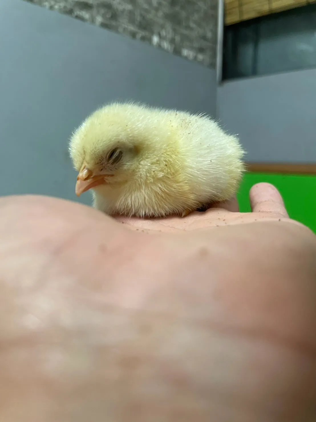 🐥ちいさなひよこ🐥