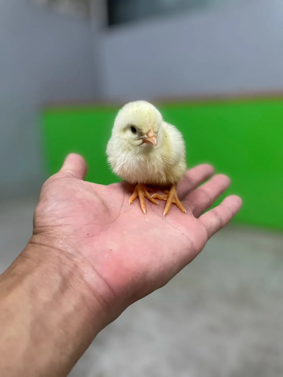 🐥ちいさなひよこ🐥