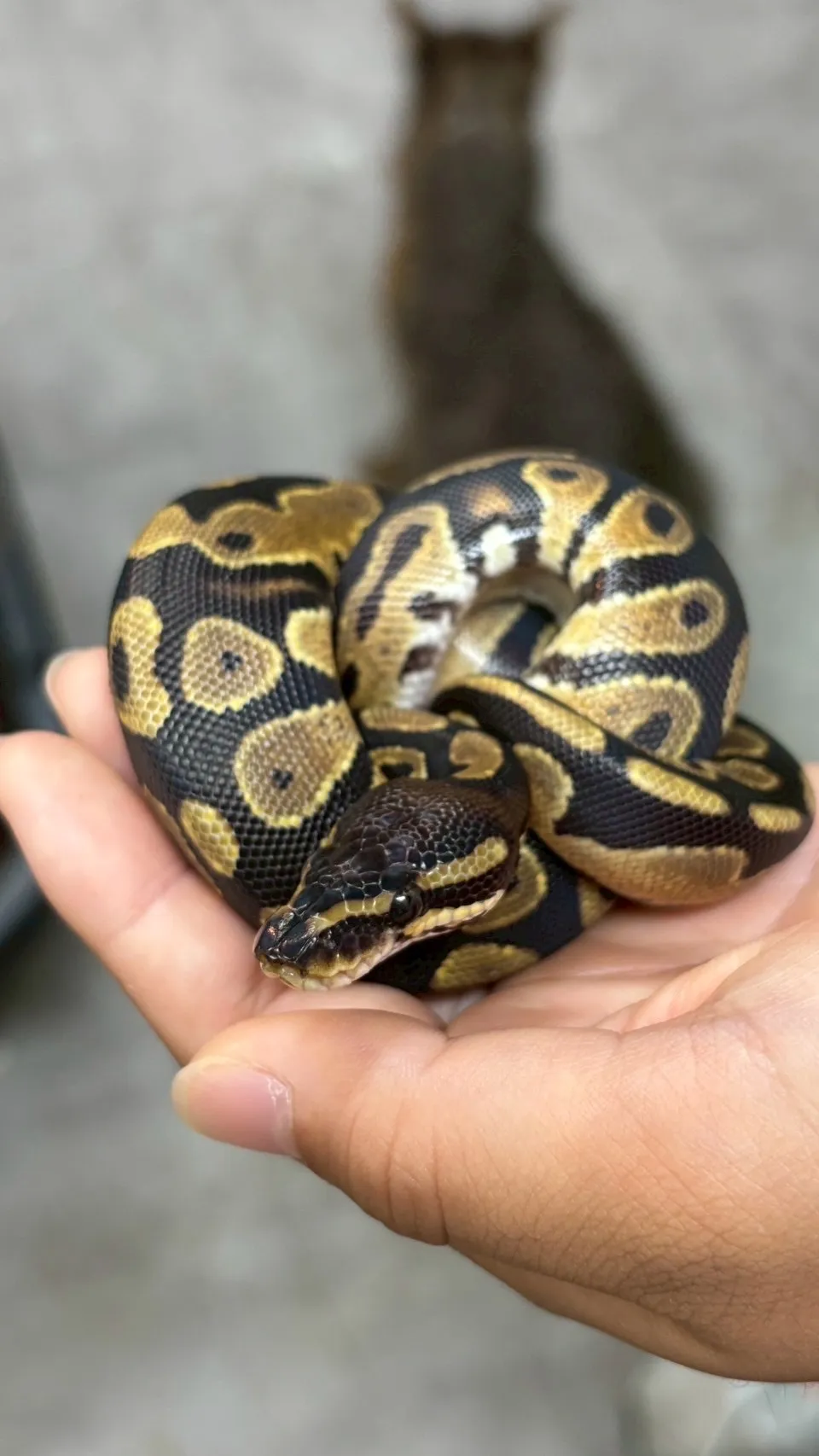 動物園で爬虫類を楽しむ千葉県船橋市の体験スポット徹底ガイド