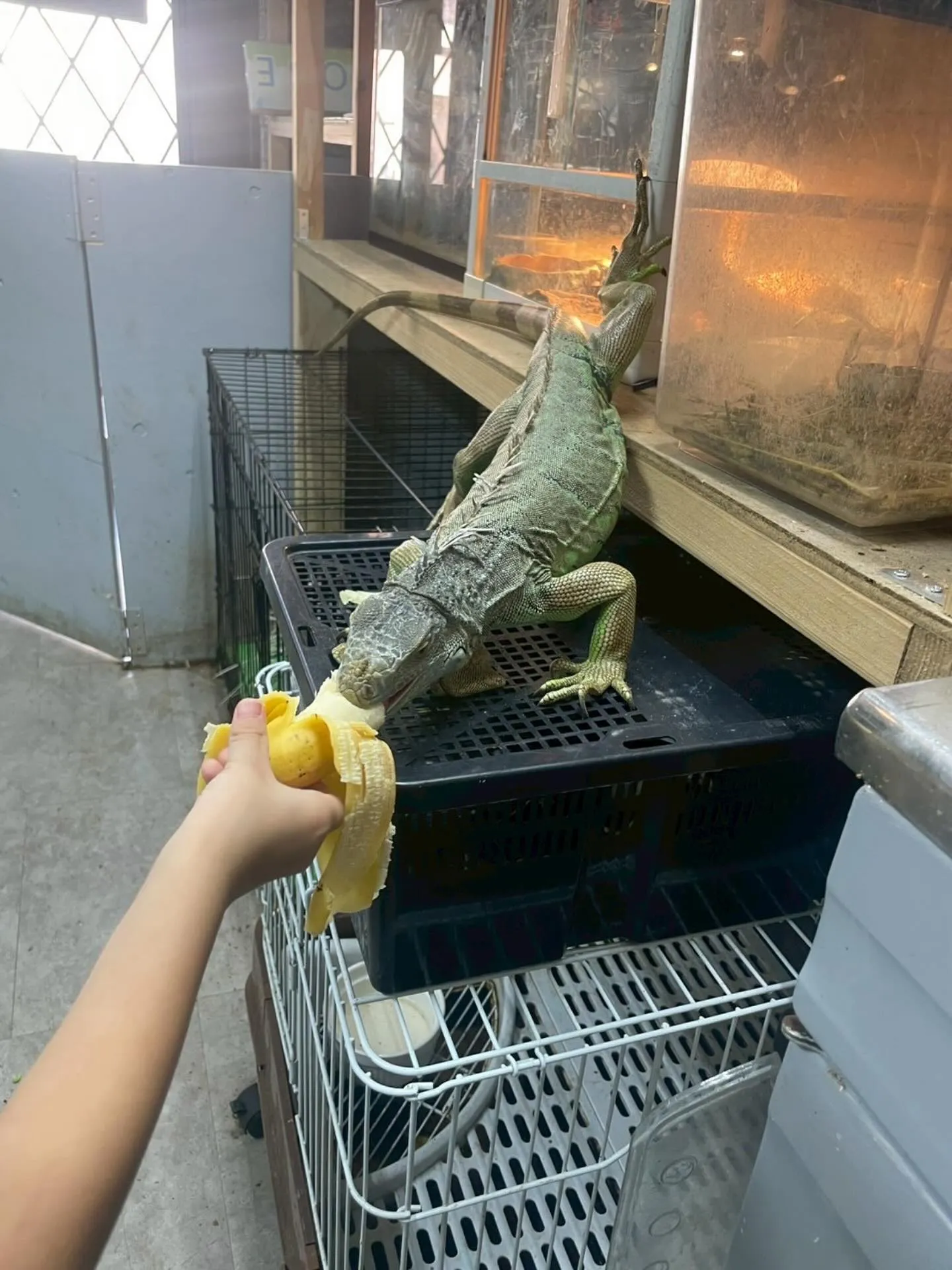 🦎イグアナのごはんタイム🦎