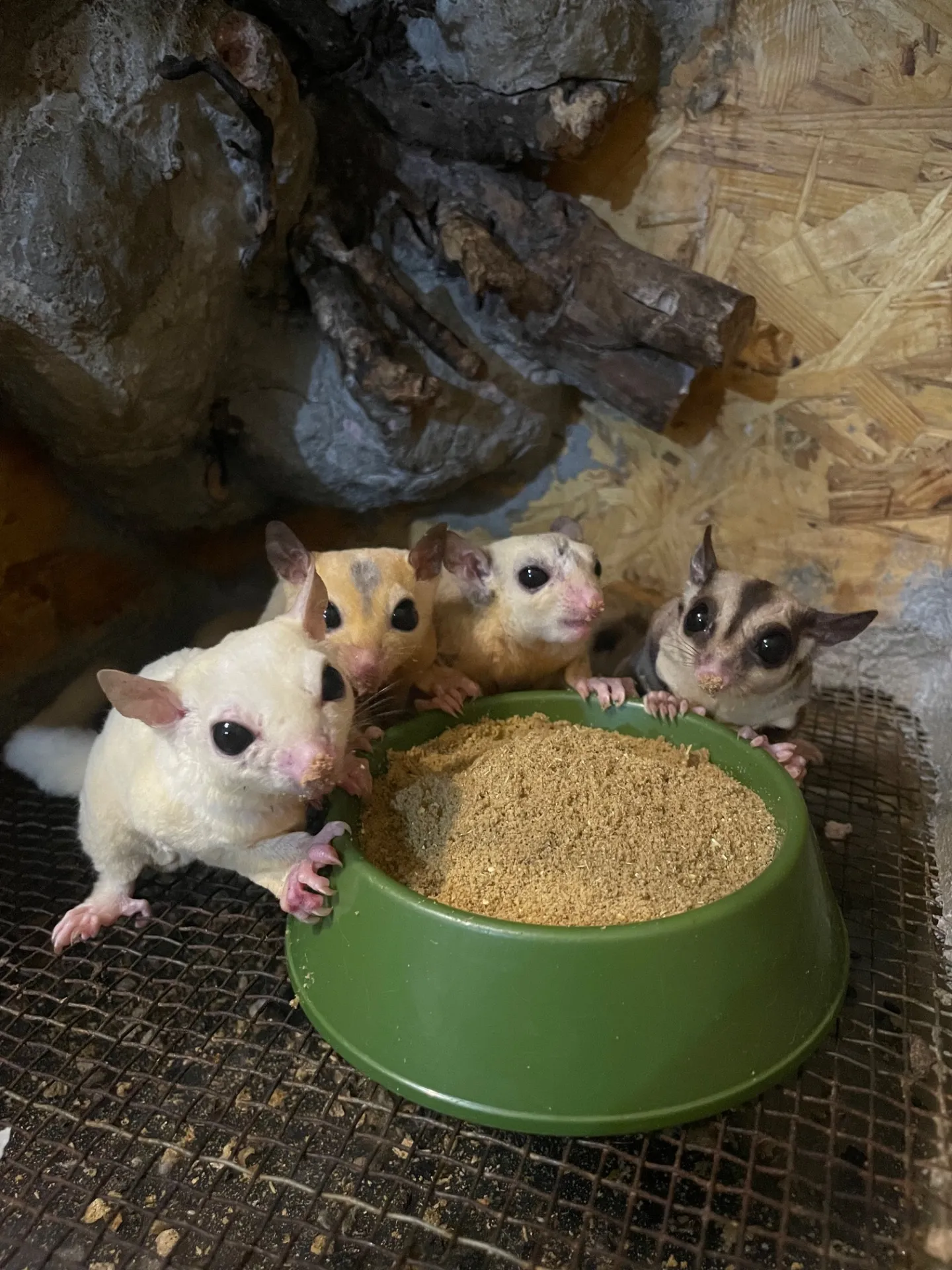 動物園と千葉県船橋市で楽しむペットフードの選び方と家族の体験ガイド