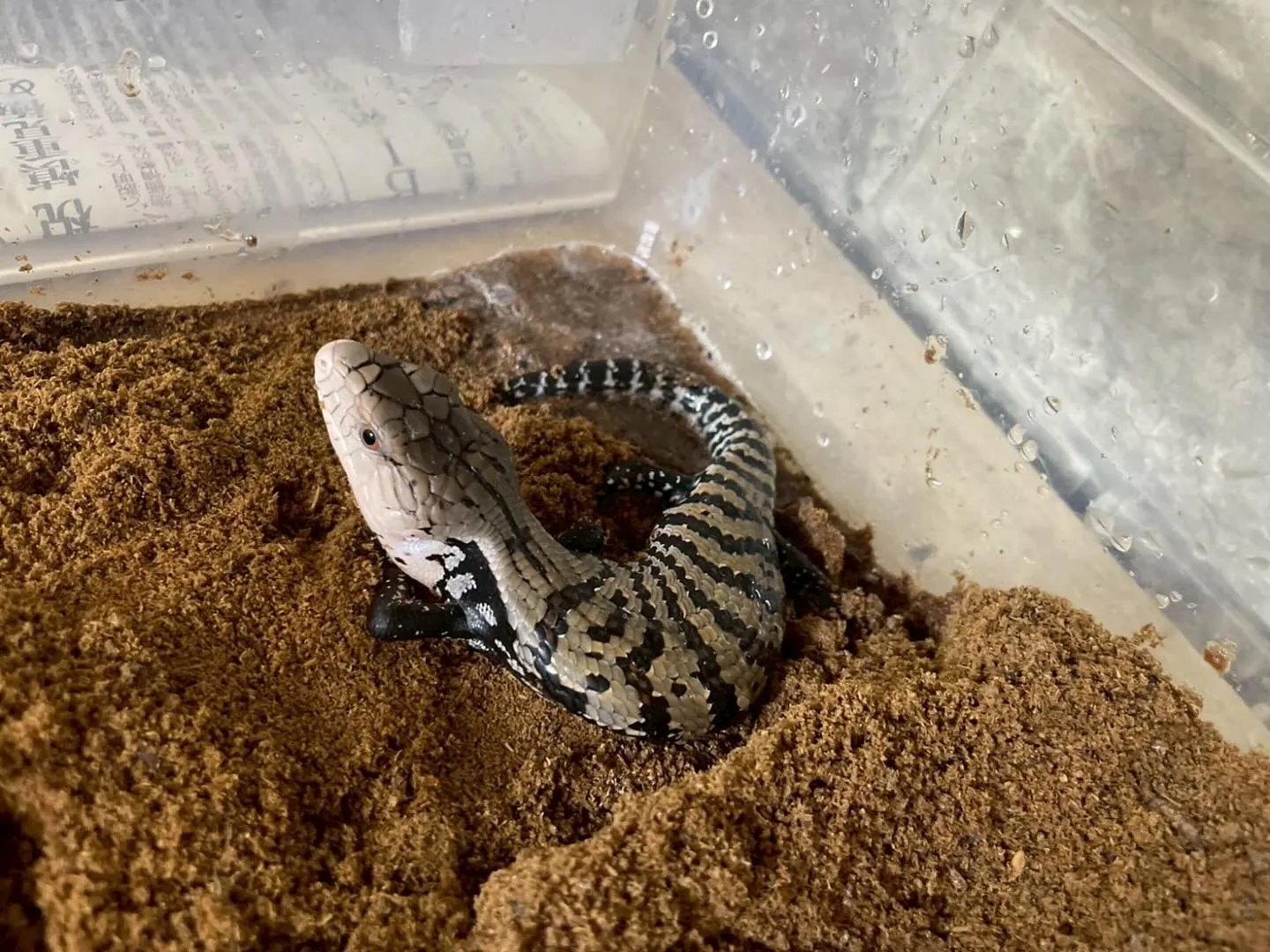 🦎アオジタトカゲのご紹介🦎