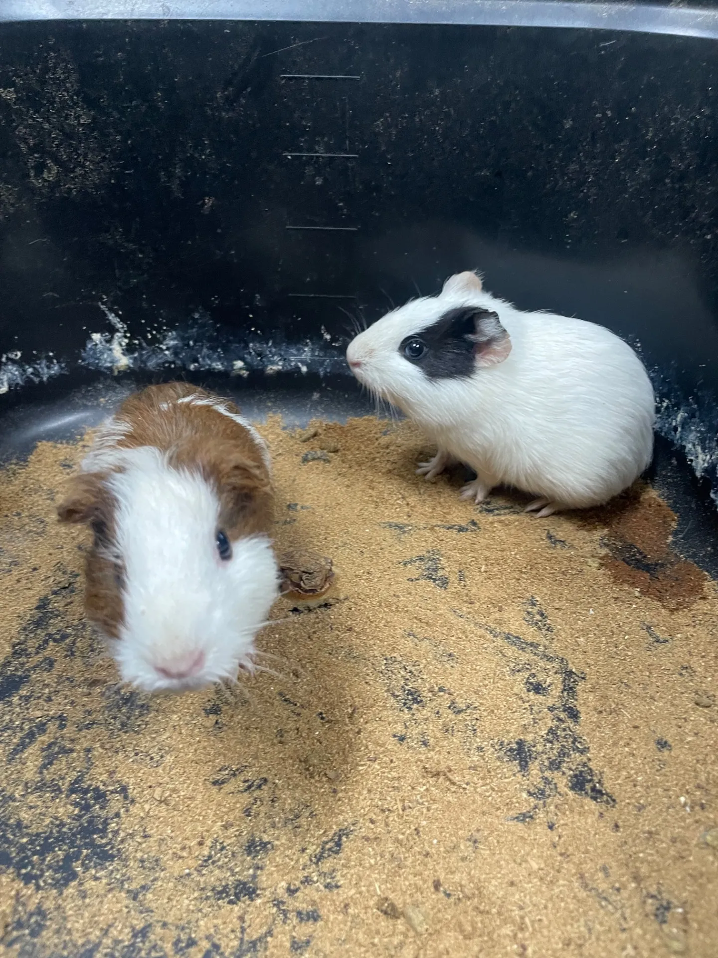 動物園で雨の日も千葉県船橋市で家族と楽しむ室内ふれあい体験ガイド
