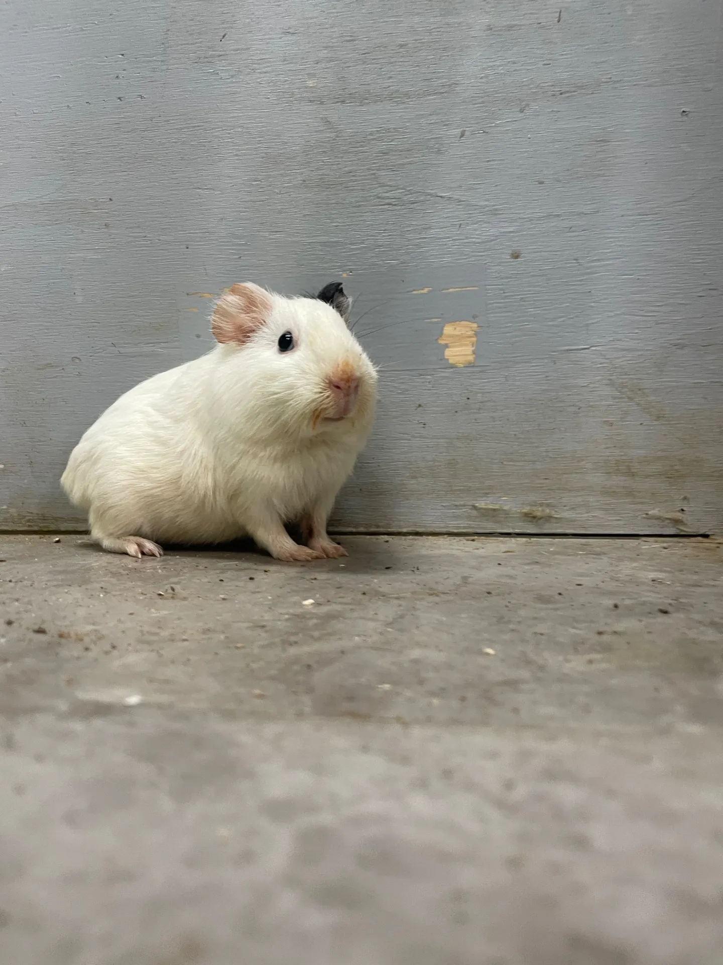 動物園と千葉県船橋市をドライブで満喫する家族向け体験ガイド