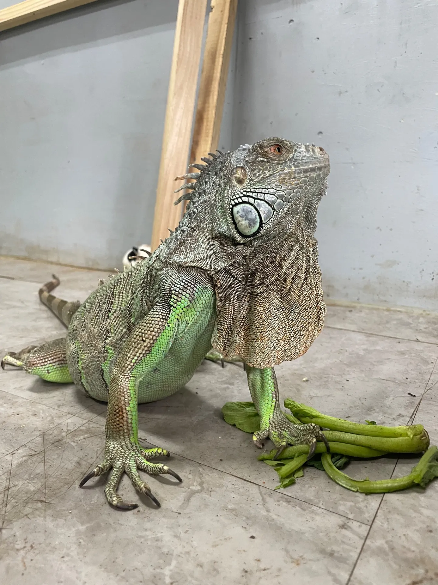 動物園を千葉県船橋市から東洋高速線で家族と楽しむ行き方と見どころガイド