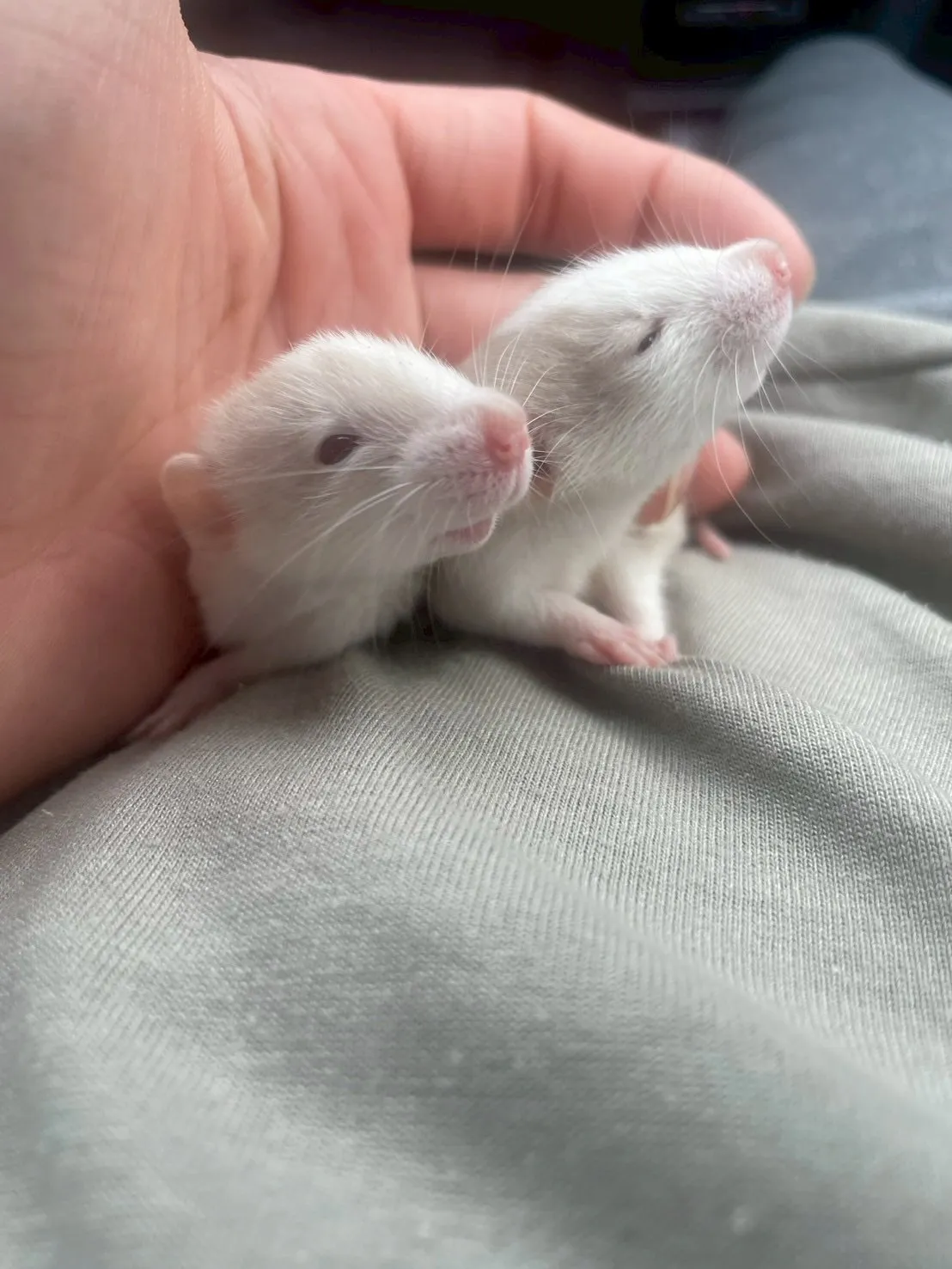 🐭ファンシーラットの赤ちゃん🐭