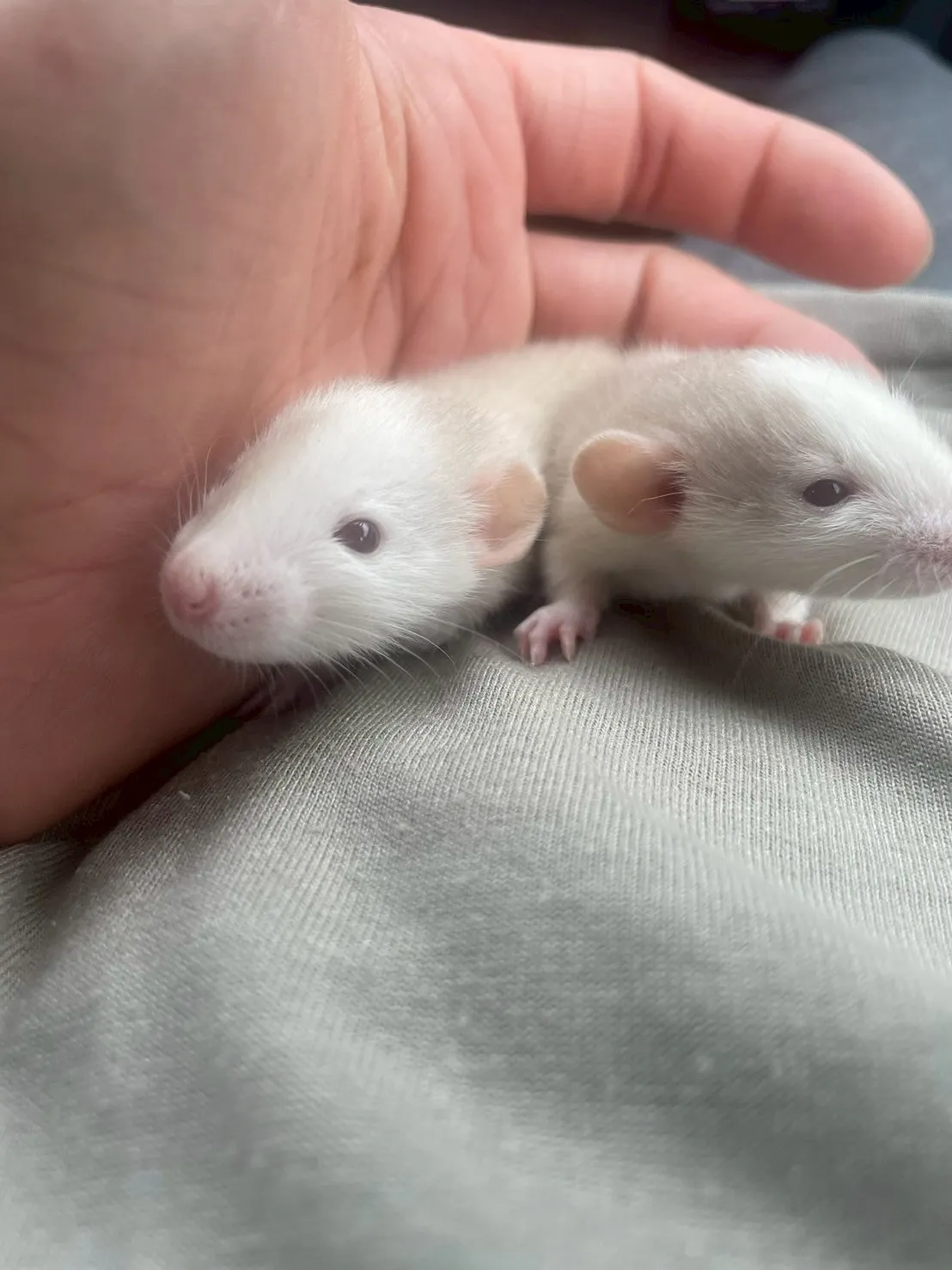 🐭ファンシーラットの赤ちゃん🐭