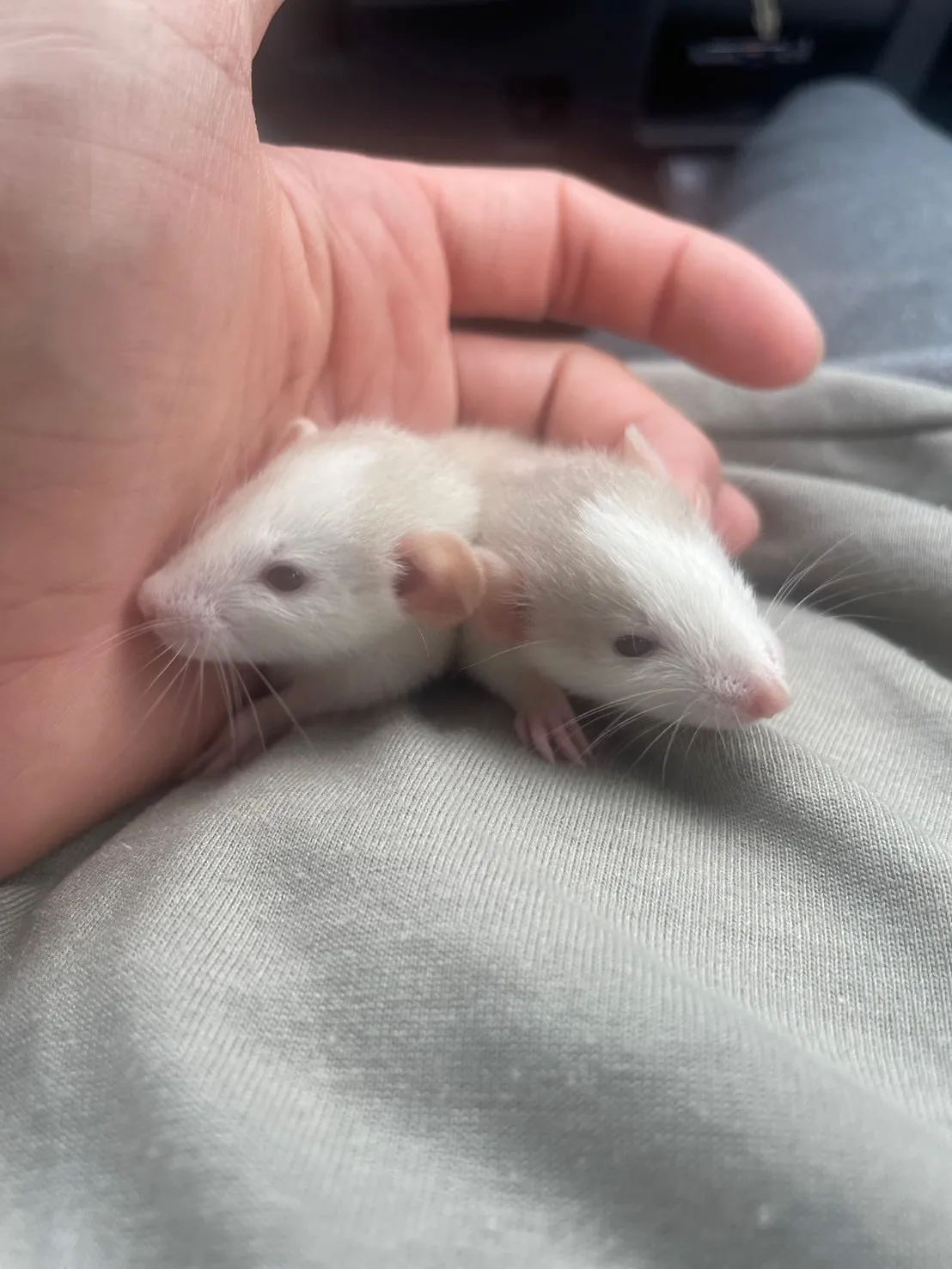 🐭ファンシーラットの赤ちゃん🐭