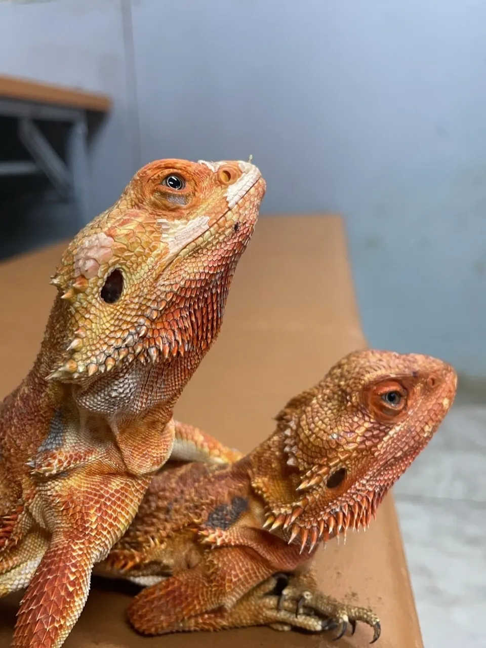 🦎新しい仲間のご紹介🦎