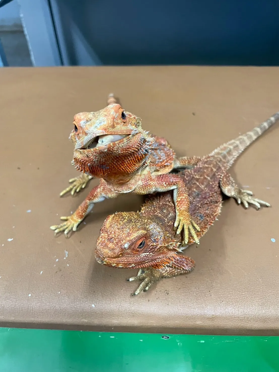 🦎新しい仲間のご紹介🦎