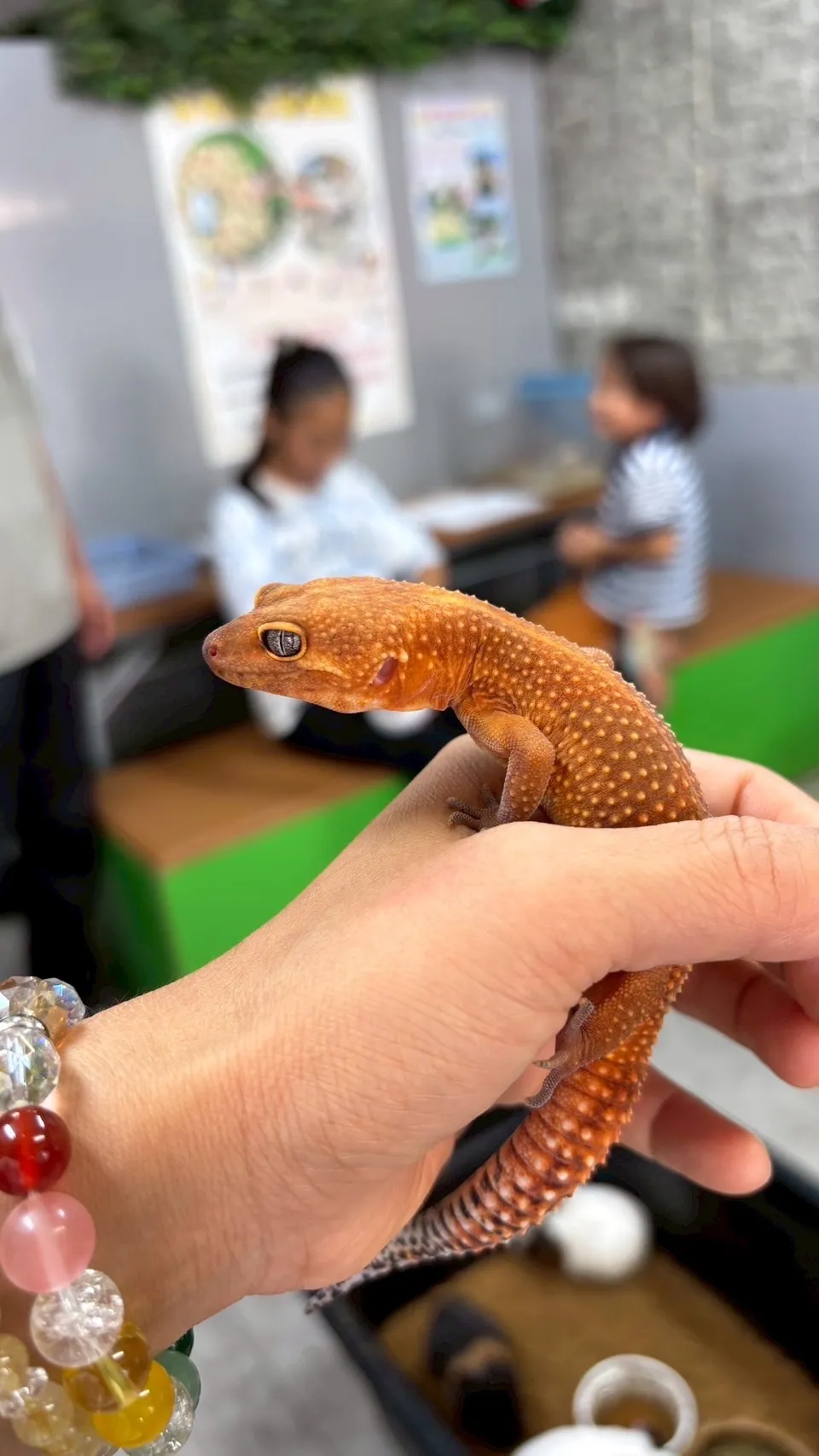 動物園で千葉県船橋市の動物に触れる家族体験ガイド