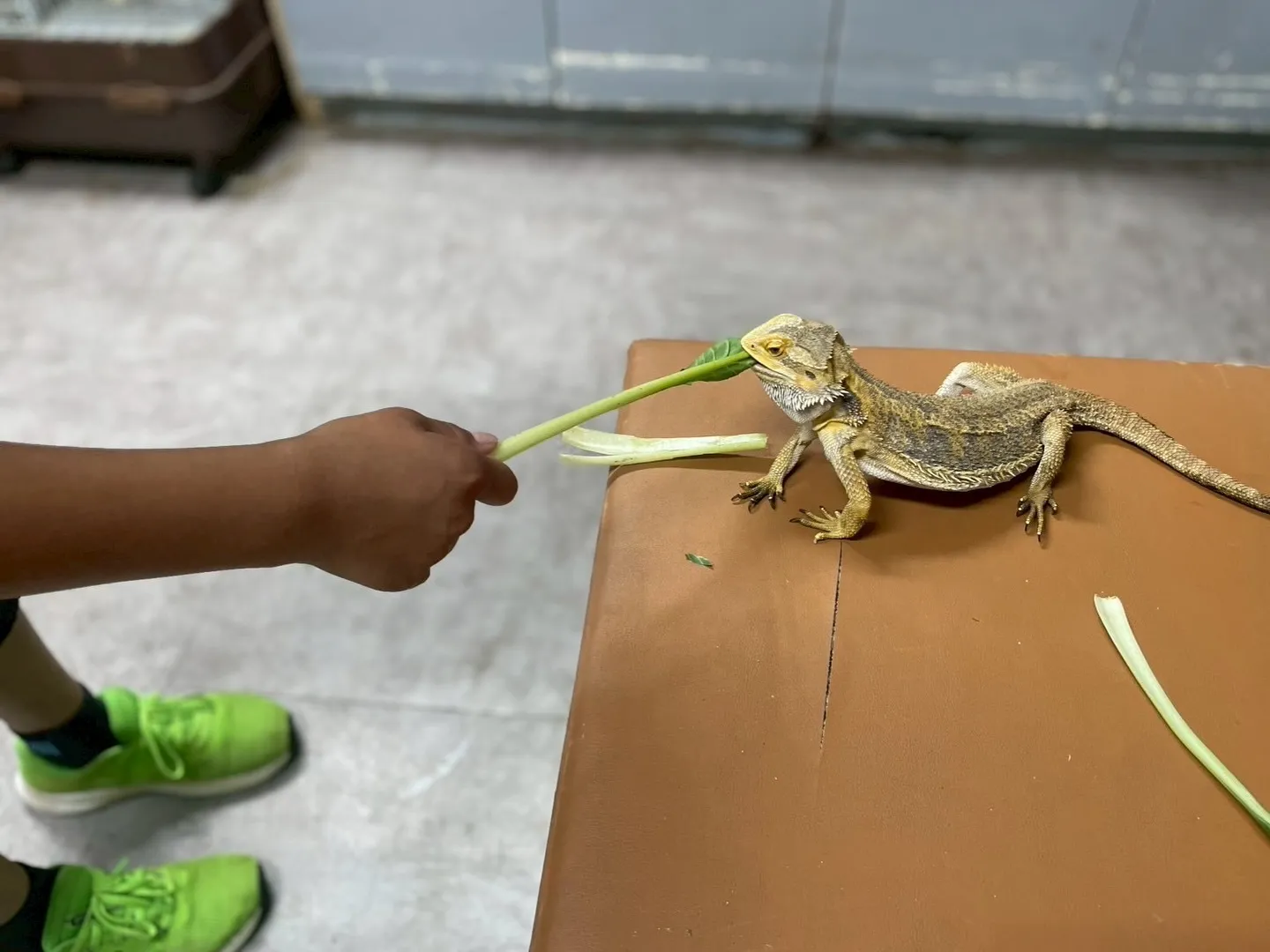 🦎フトアゴヒゲトカゲとのふれあい🦎