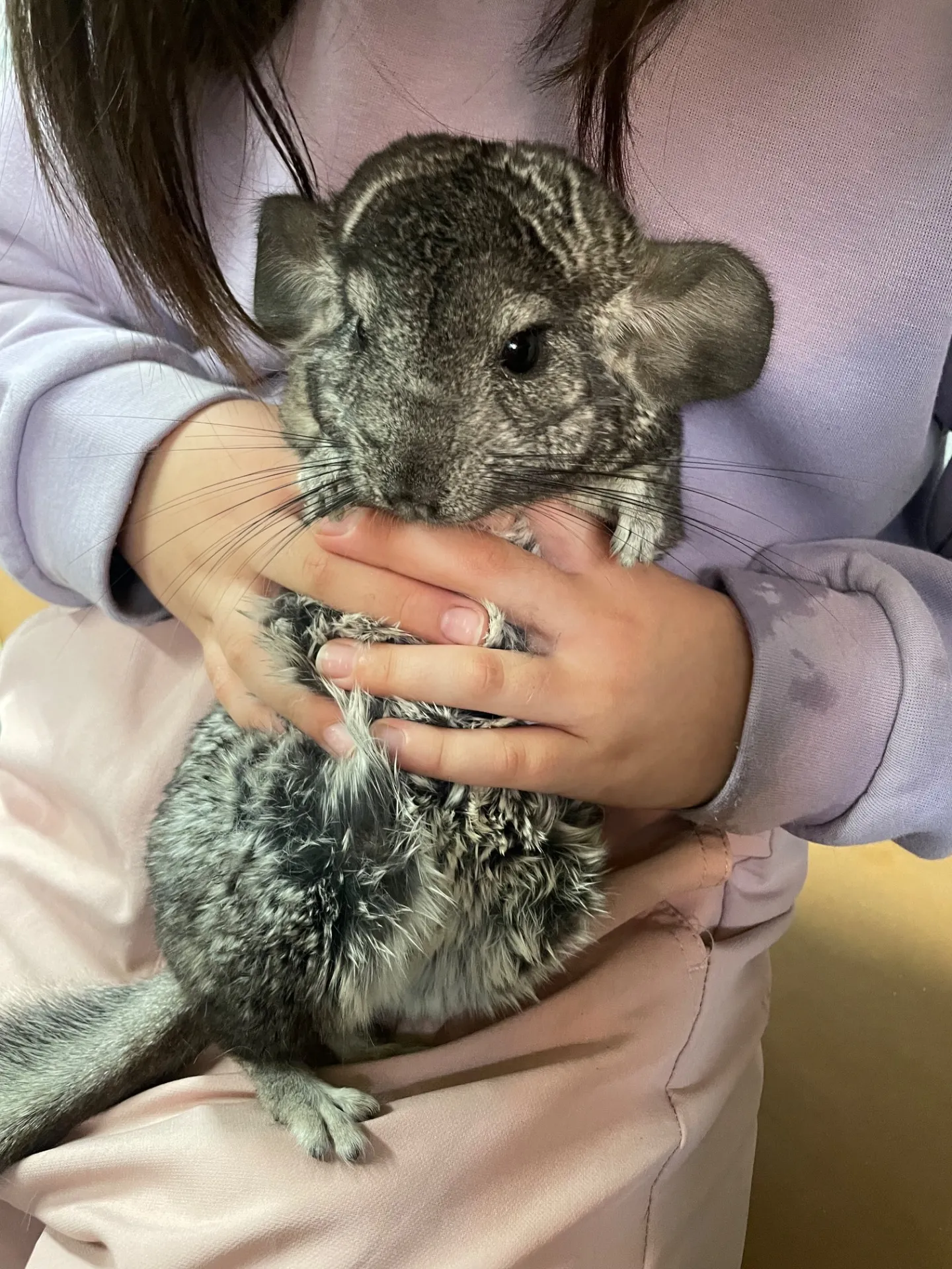 動物園で親子が千葉県のふれあい体験を満喫する過ごし方ガイド