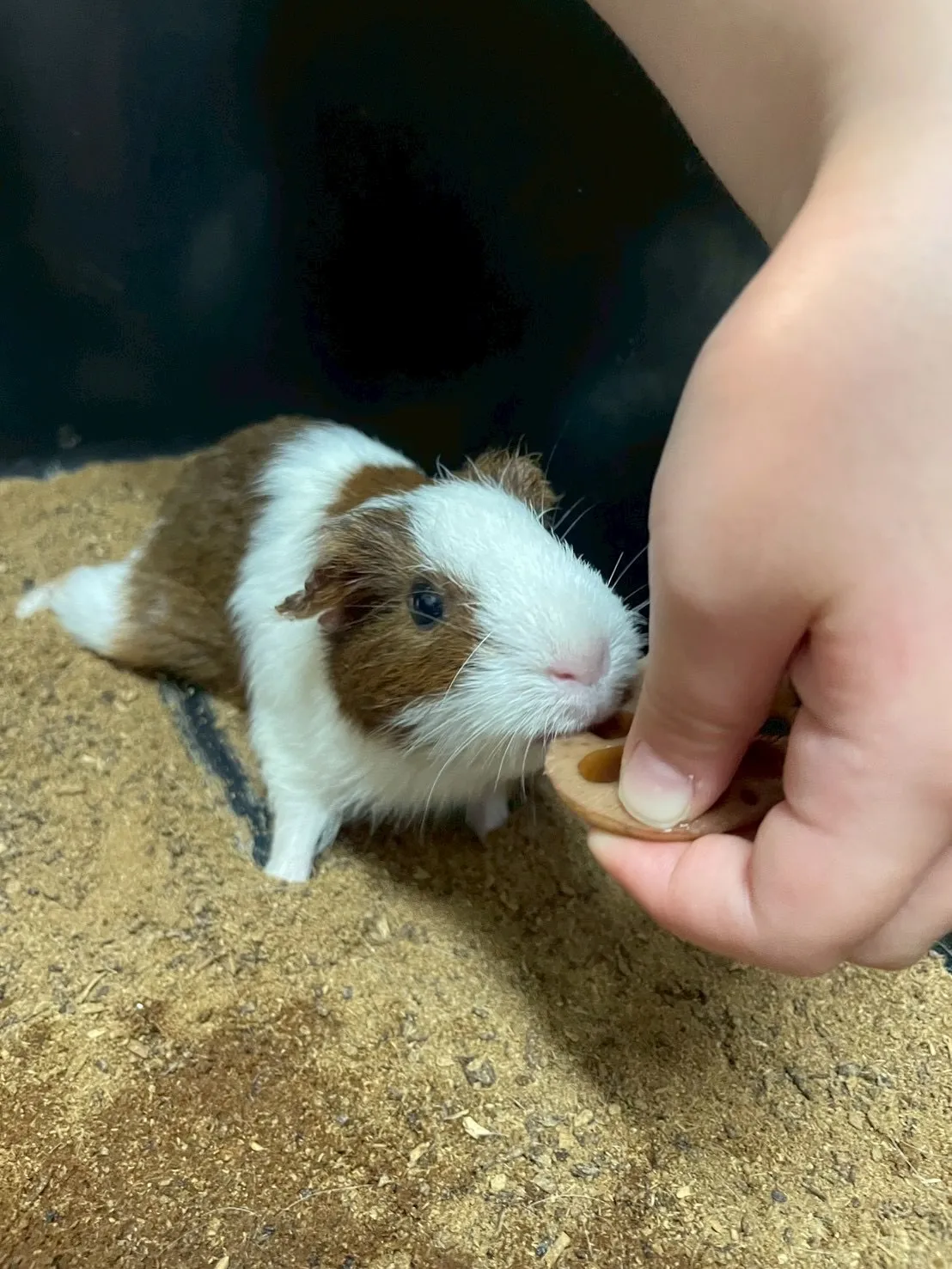 🐹もぐもぐおやつタイム🐾
