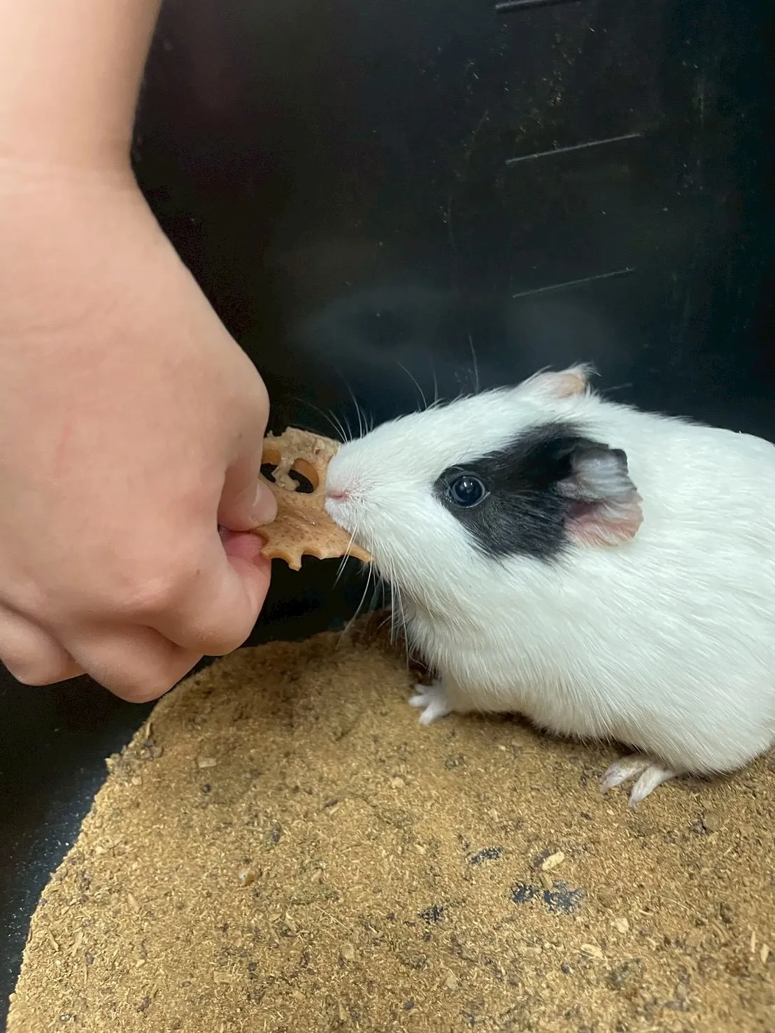 🐹もぐもぐおやつタイム🐾