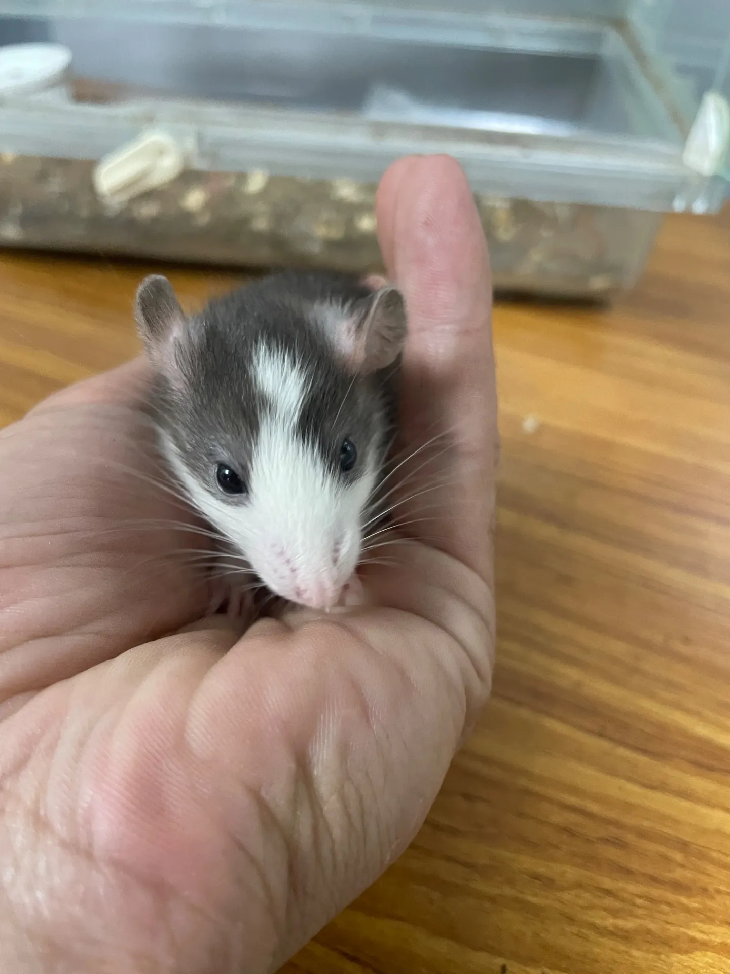 動物園で千葉県のラット観察を家族で楽しむ自然体験ガイド