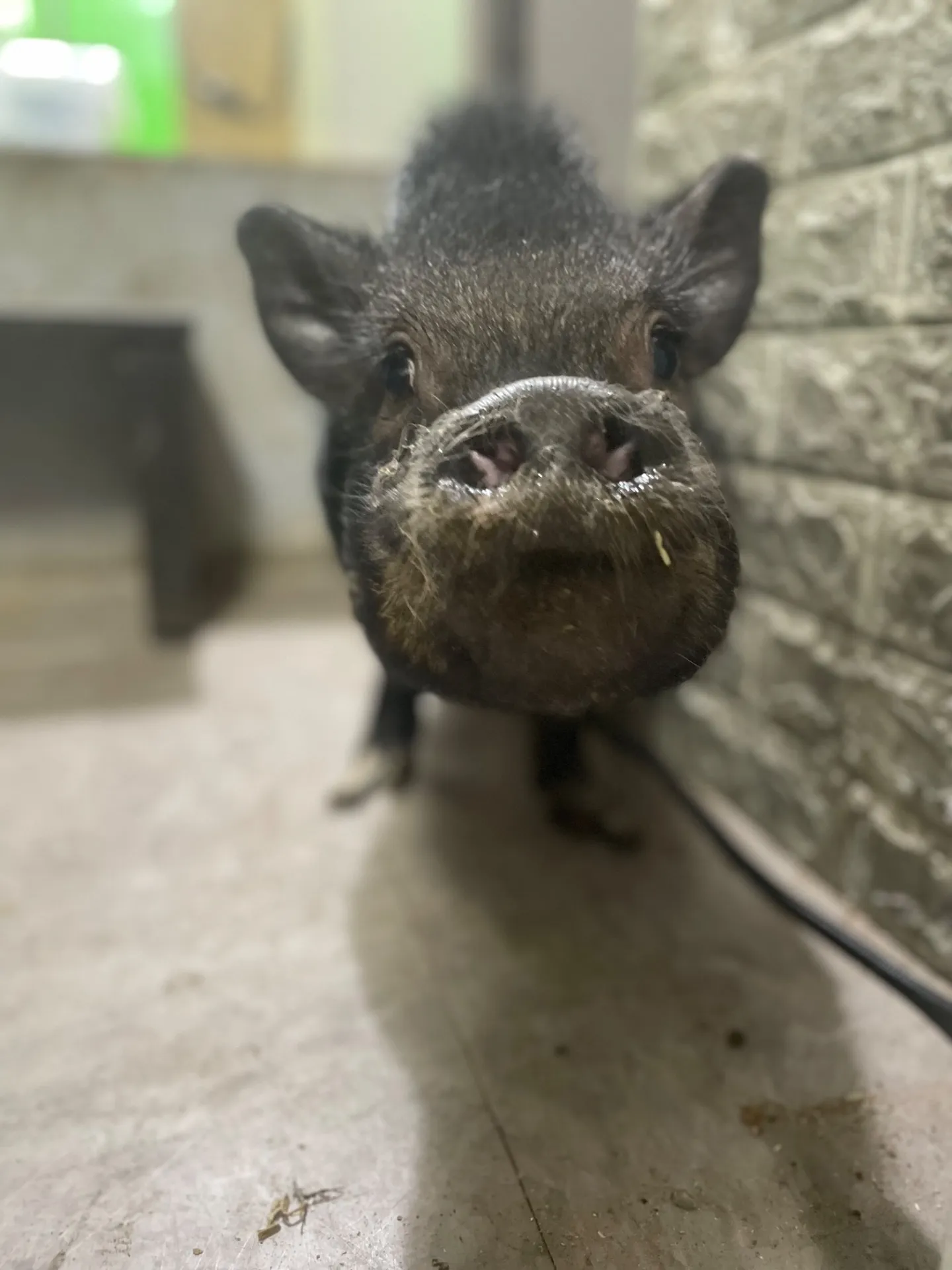 animalと千葉県船橋市のマイクロブタふれあい体験で癒しと学びを楽しもう