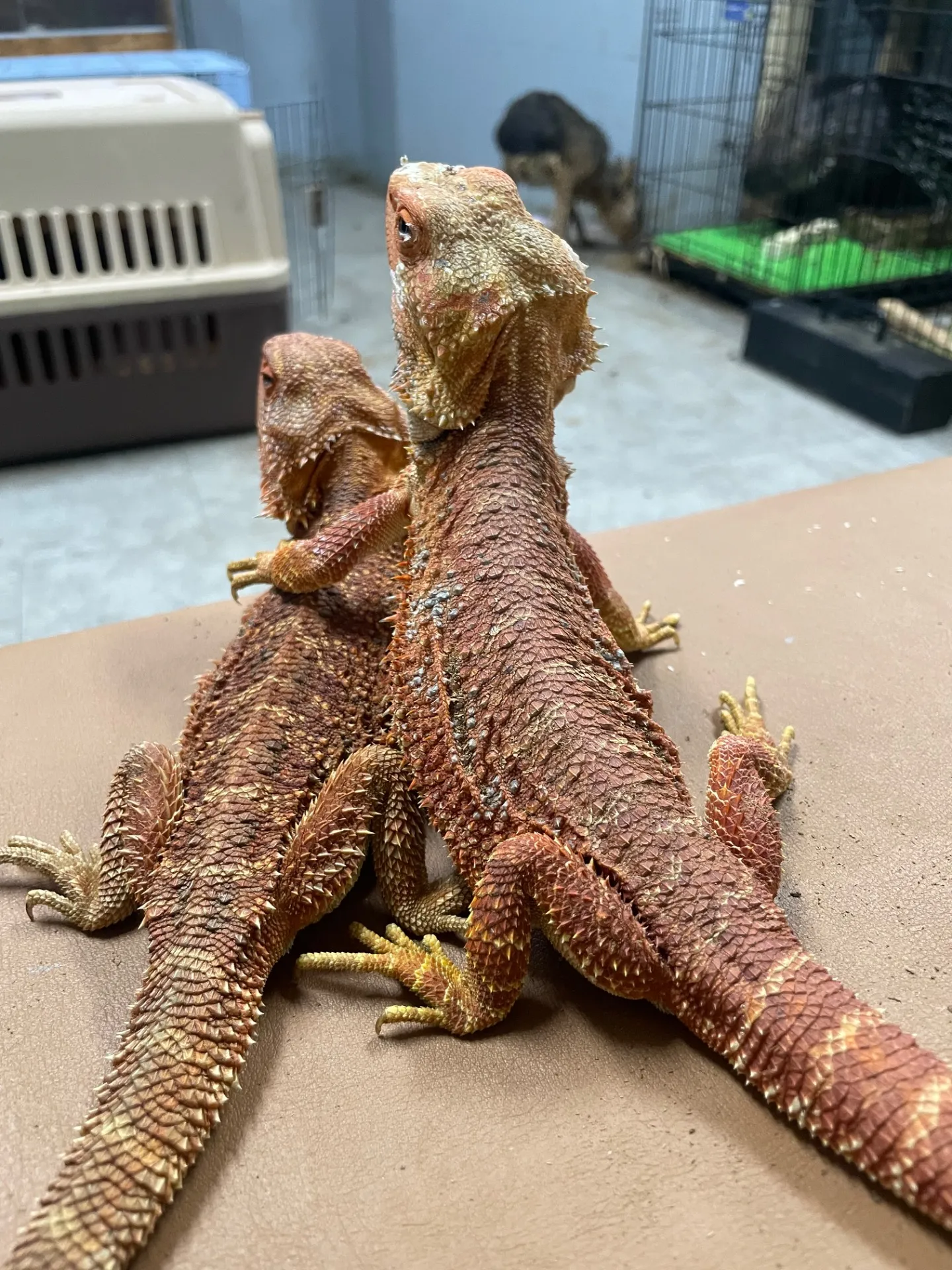 動物園で楽しむ千葉県船橋市のハロウィン季節イベント完全ガイド