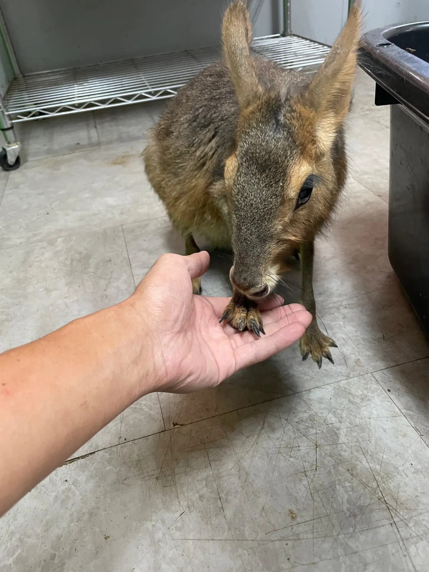 動物園で雨の日も千葉県船橋市で家族が楽しむ過ごし方とおすすめポイント