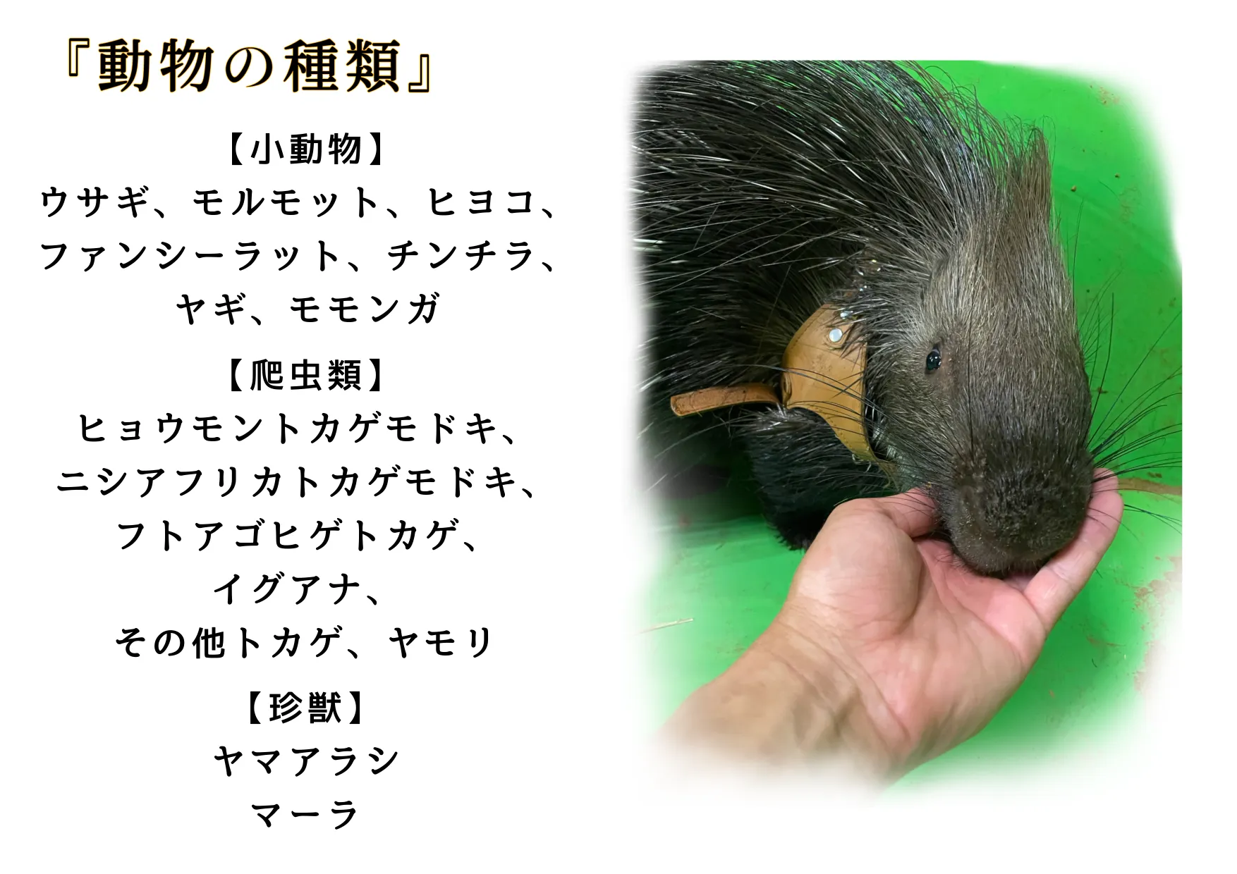 動物園の千葉県と東京で家族が楽しめるふれあい体験と見どころ徹底解説