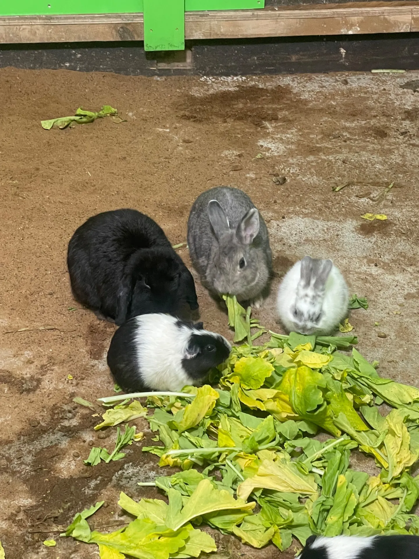 おでかけで千葉県船橋市の休日を充実させるおすすめ体験と過ごし方ガイド