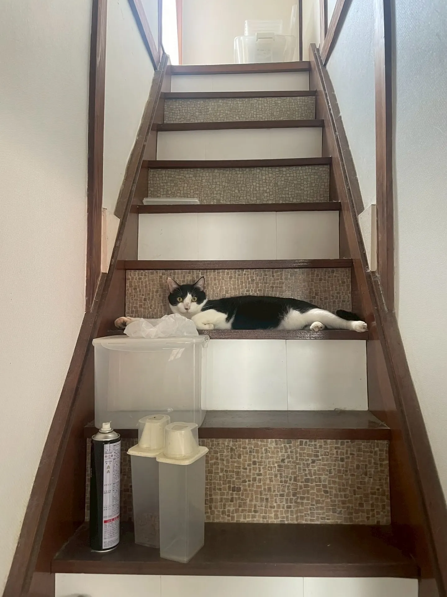 🐱階段の途中でひとやすみ🐾