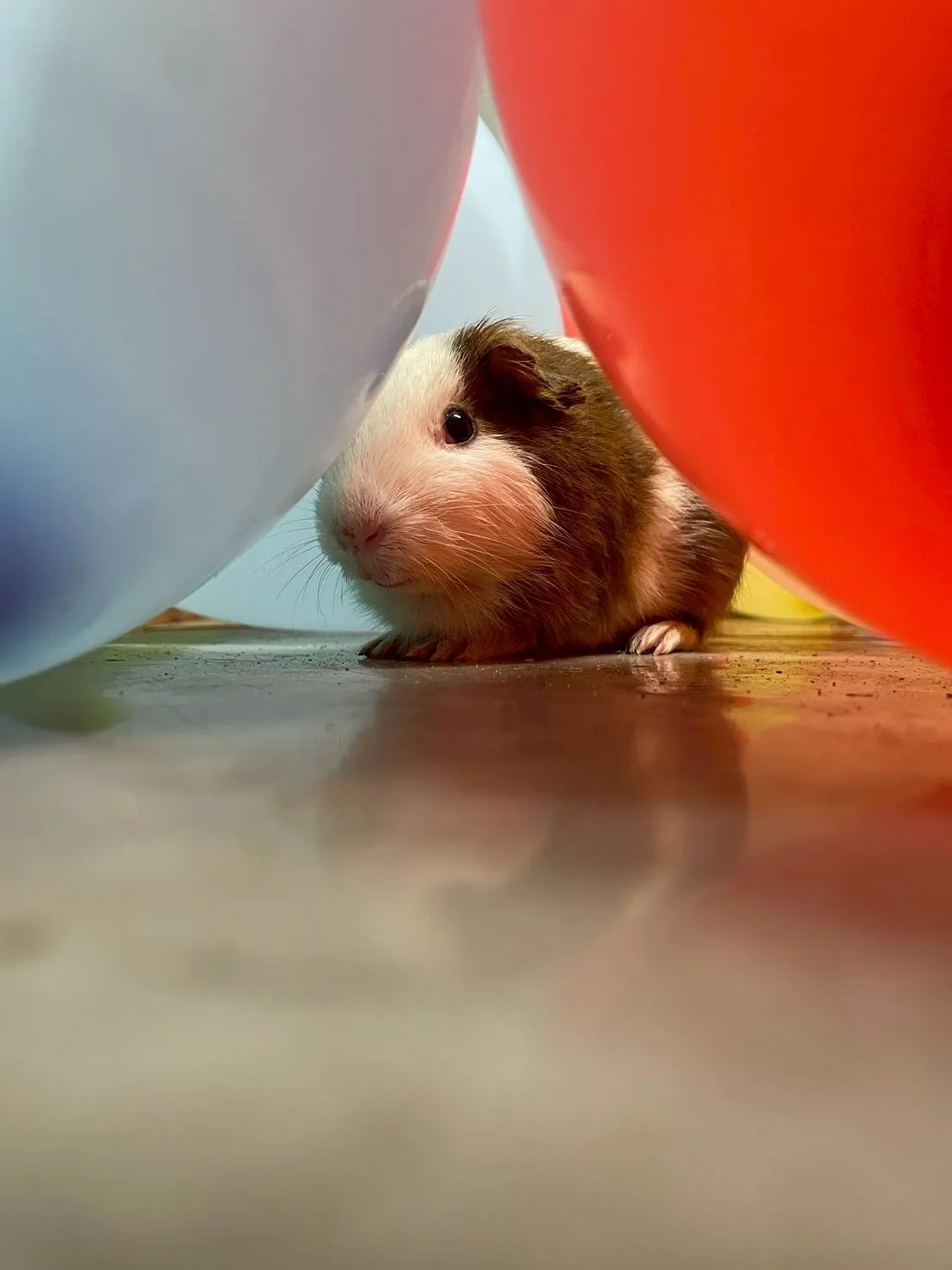 🌾北条海岸ビーチマーケット 中止のお知らせ🌾