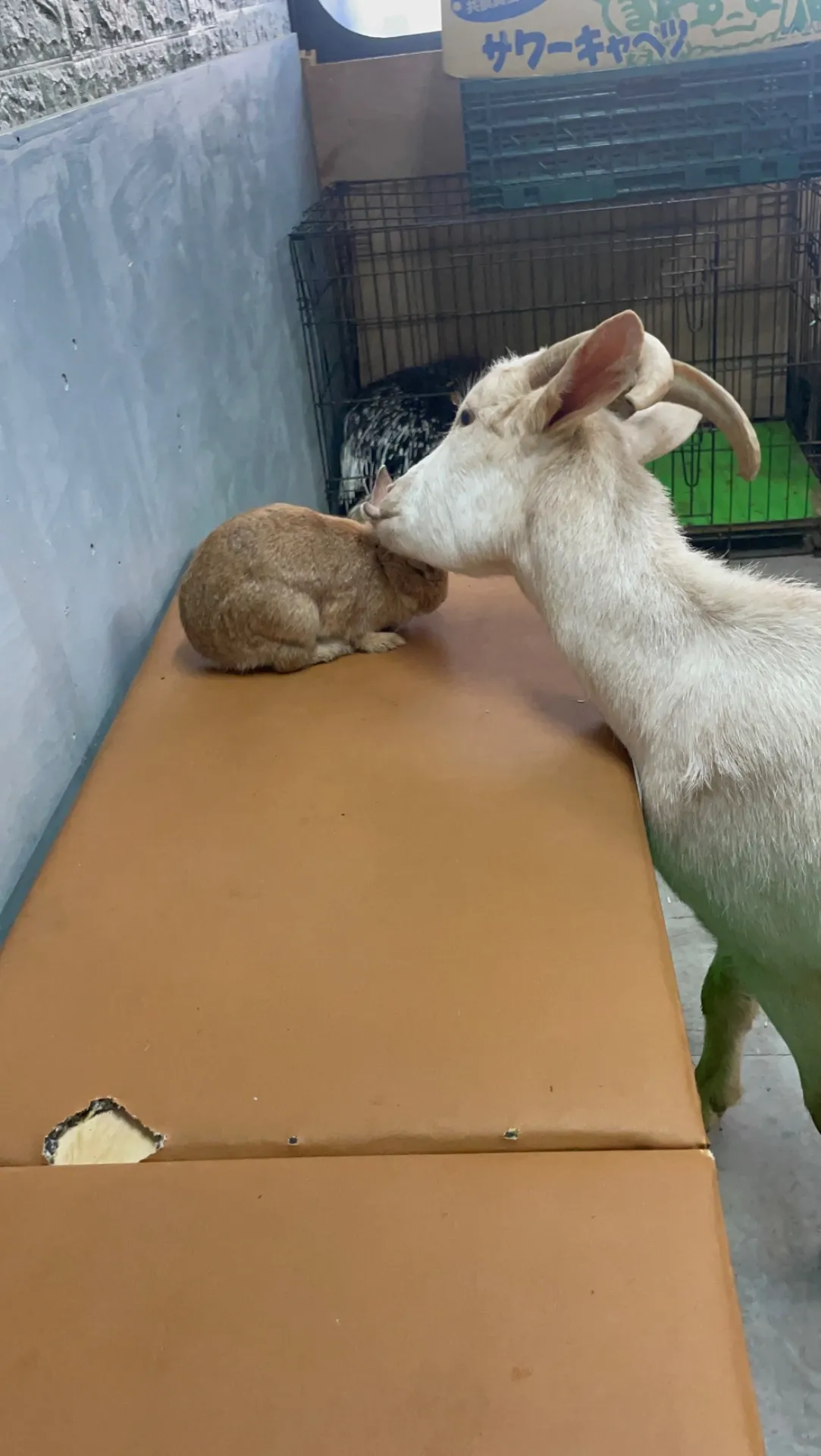 動物園を活用した千葉県船橋市の幼稚園選びと子ども体験の魅力