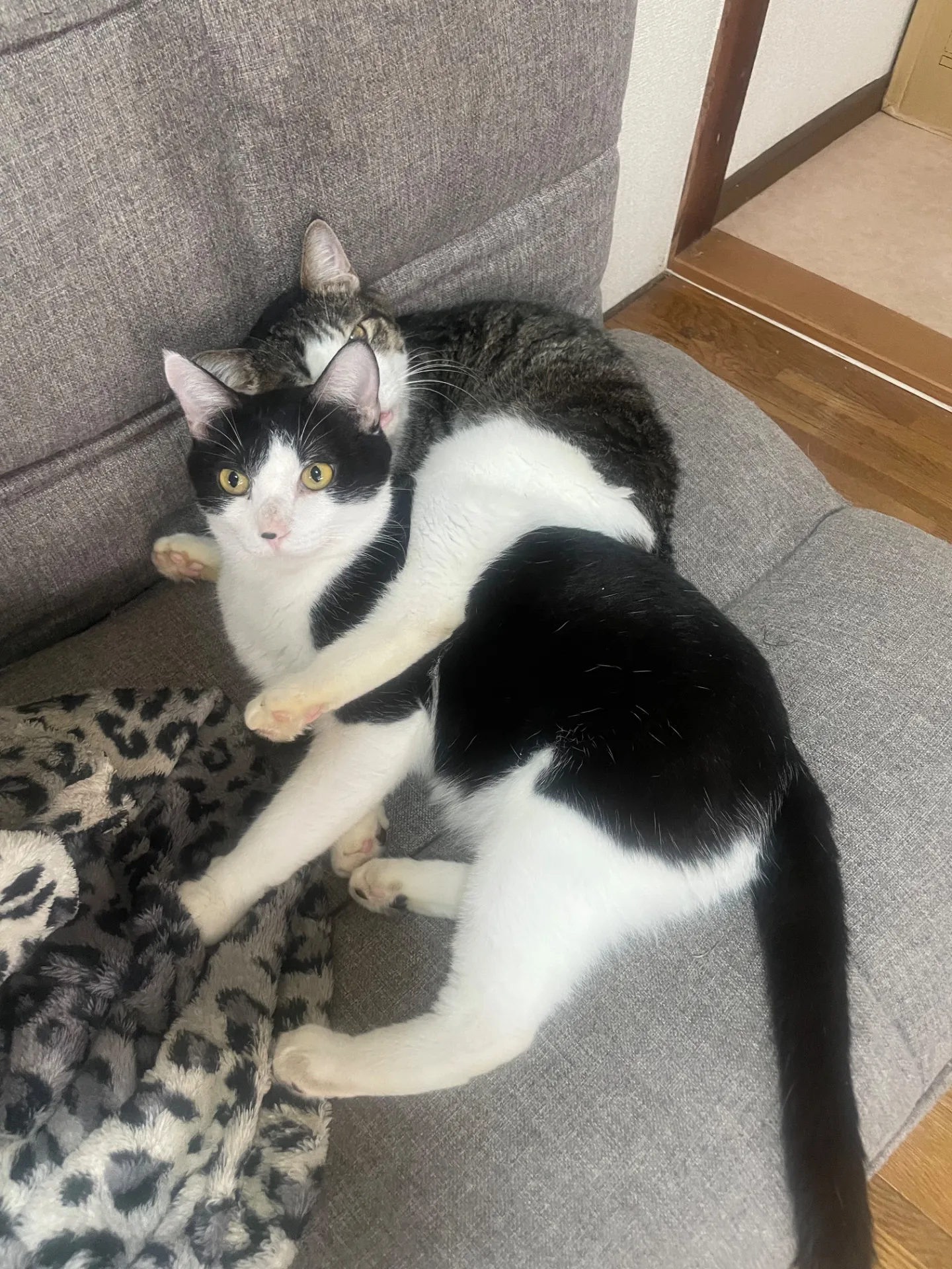 動物園で広がる千葉県の動物保護活動と信頼できる保護施設について解説