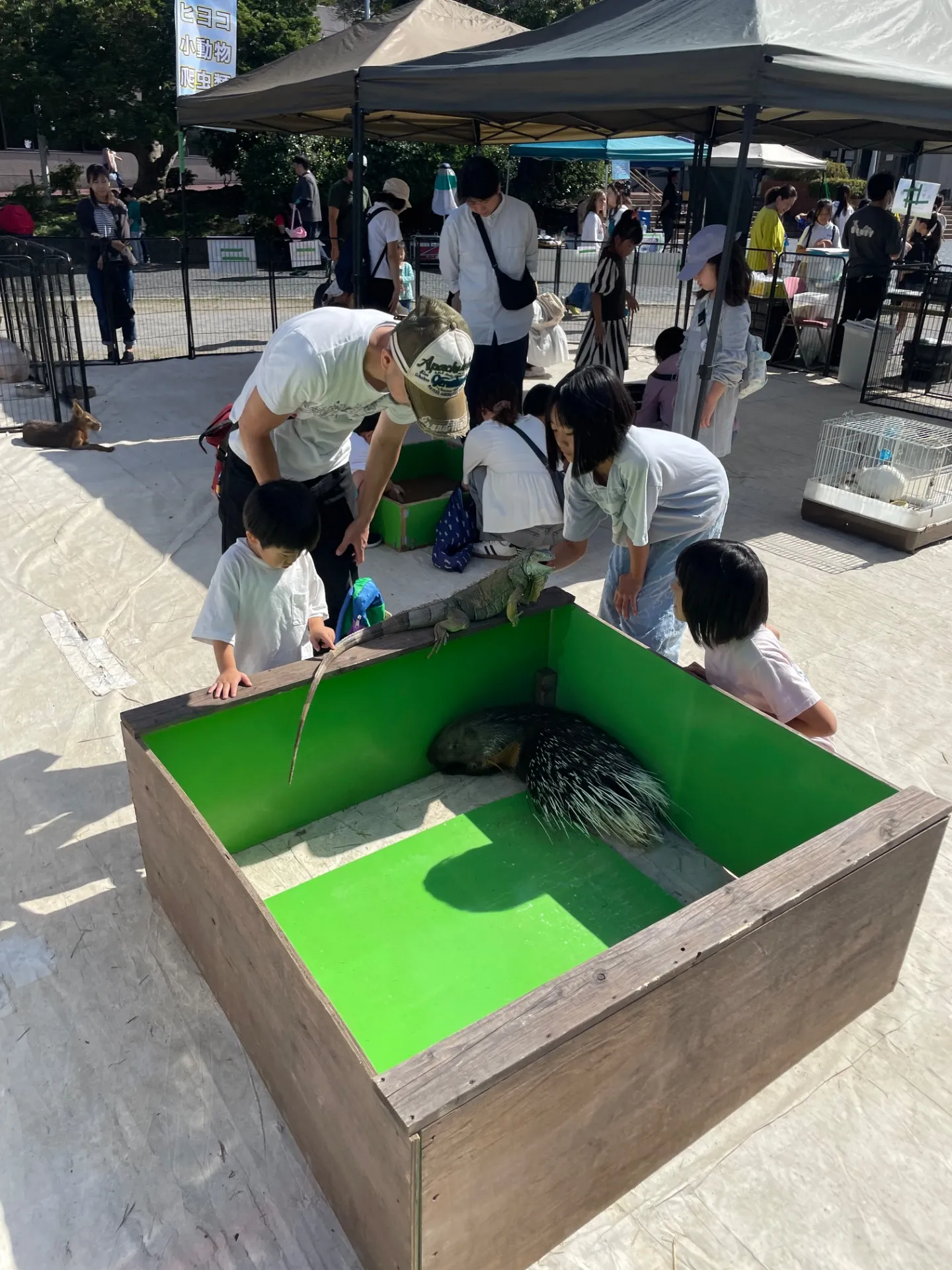 おでかけで千葉県船橋市の小動物とふれあう家族向けスポットの楽しみ方