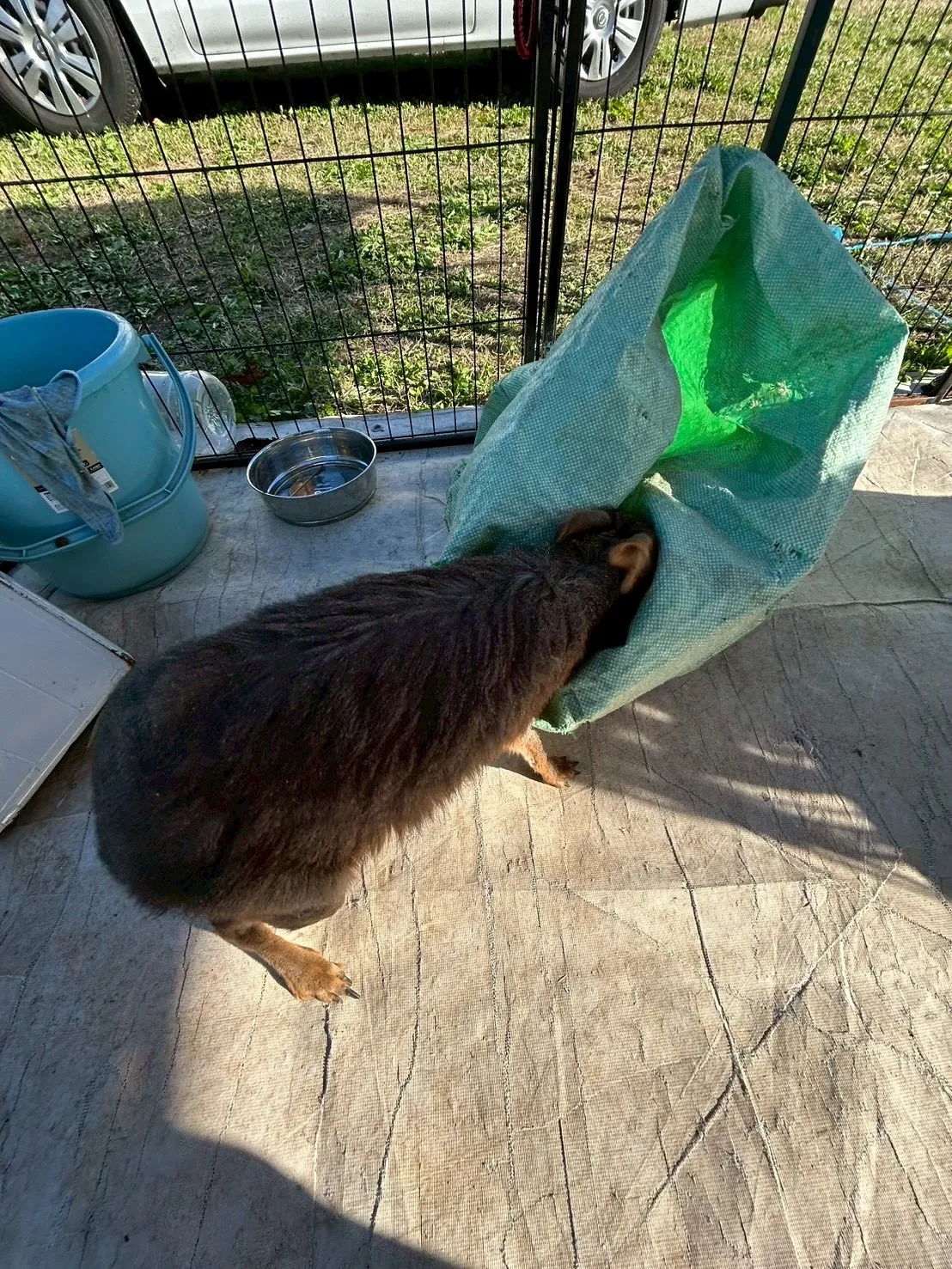 🌿パールちゃんのこっそりタイム🌿