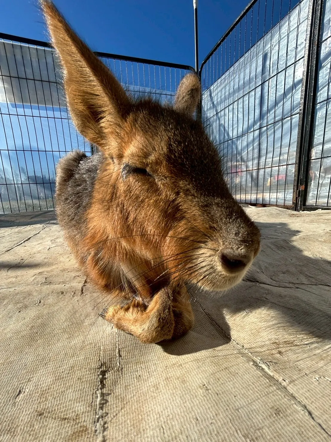🌿パールちゃんのこっそりタイム🌿
