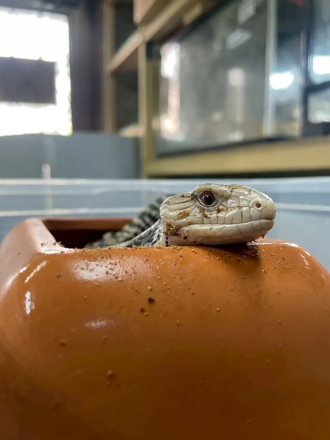 🐍ひょこっとアオジタさん🌿