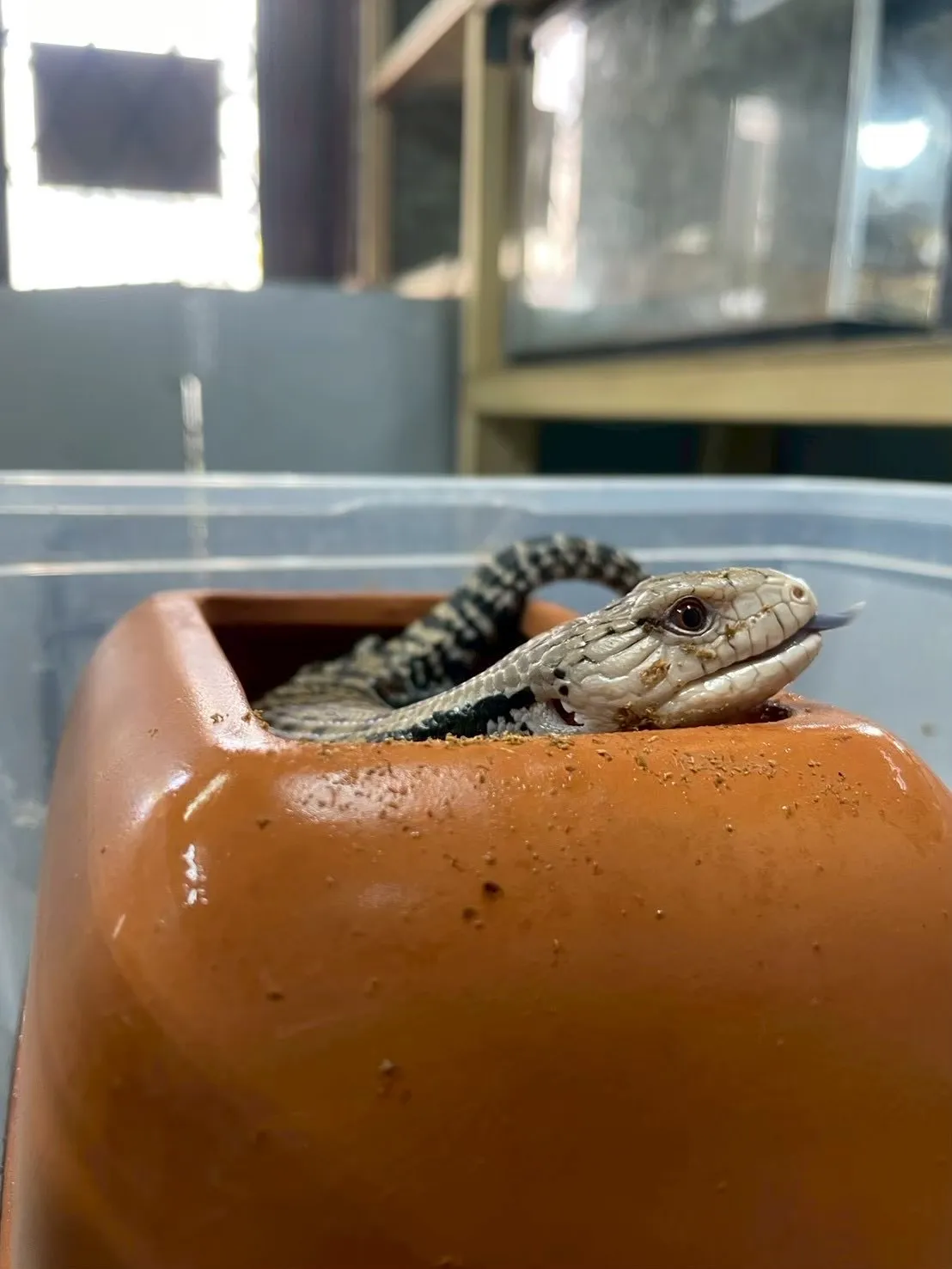 🐍ひょこっとアオジタさん🌿