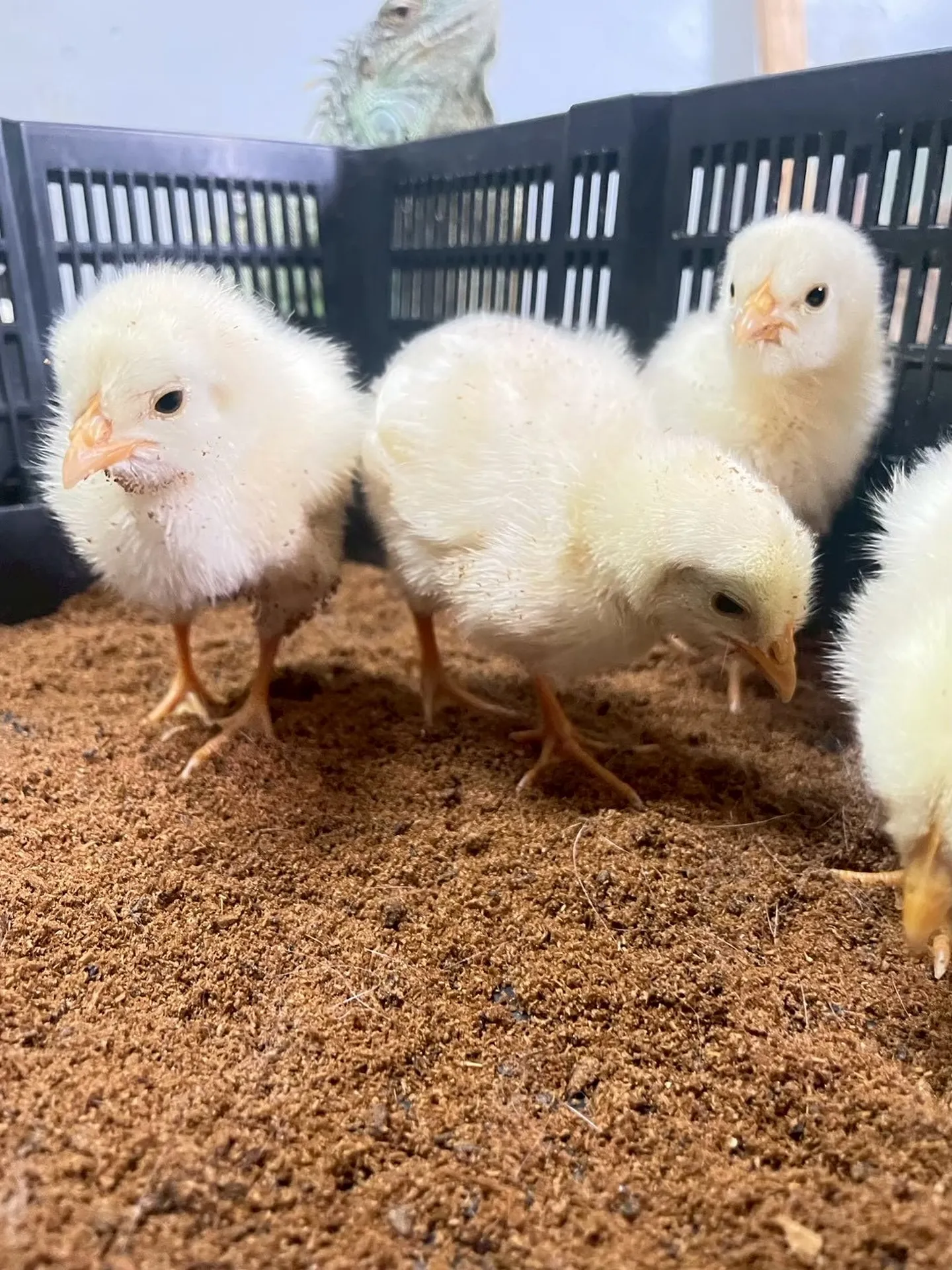 🐥ふわふわひよこさん🌼