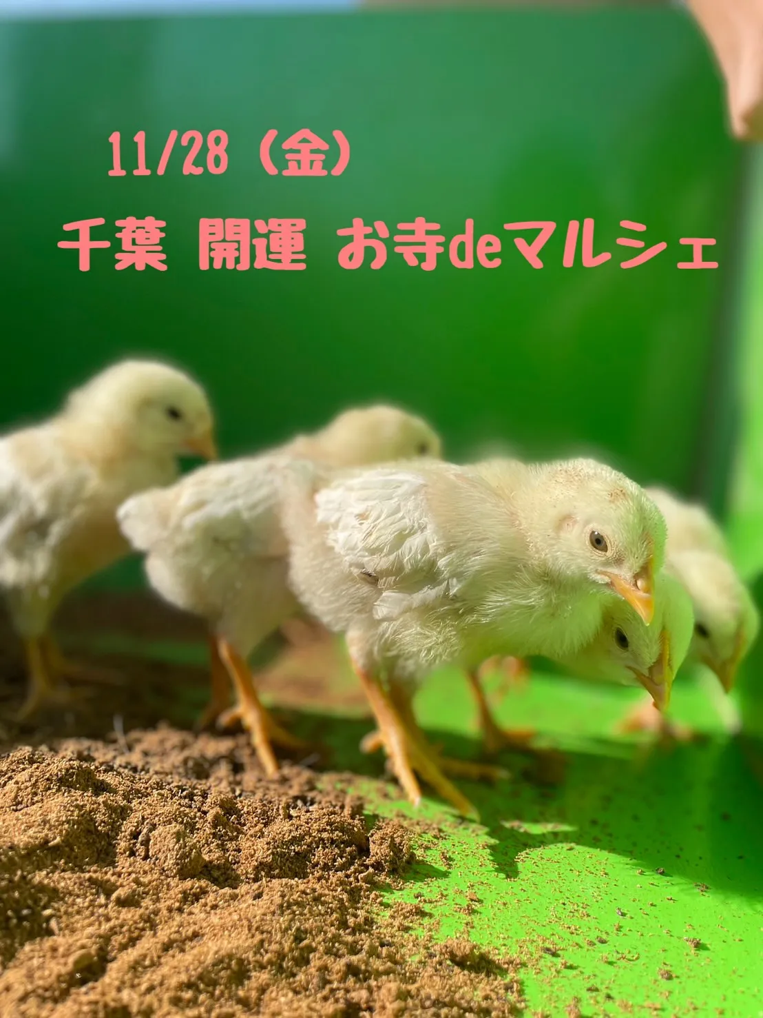 🌼本日のお知らせ🌼