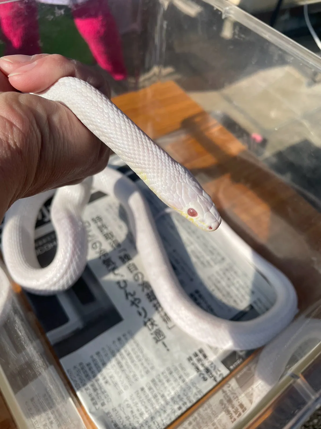 🌼本日のお知らせ🌼