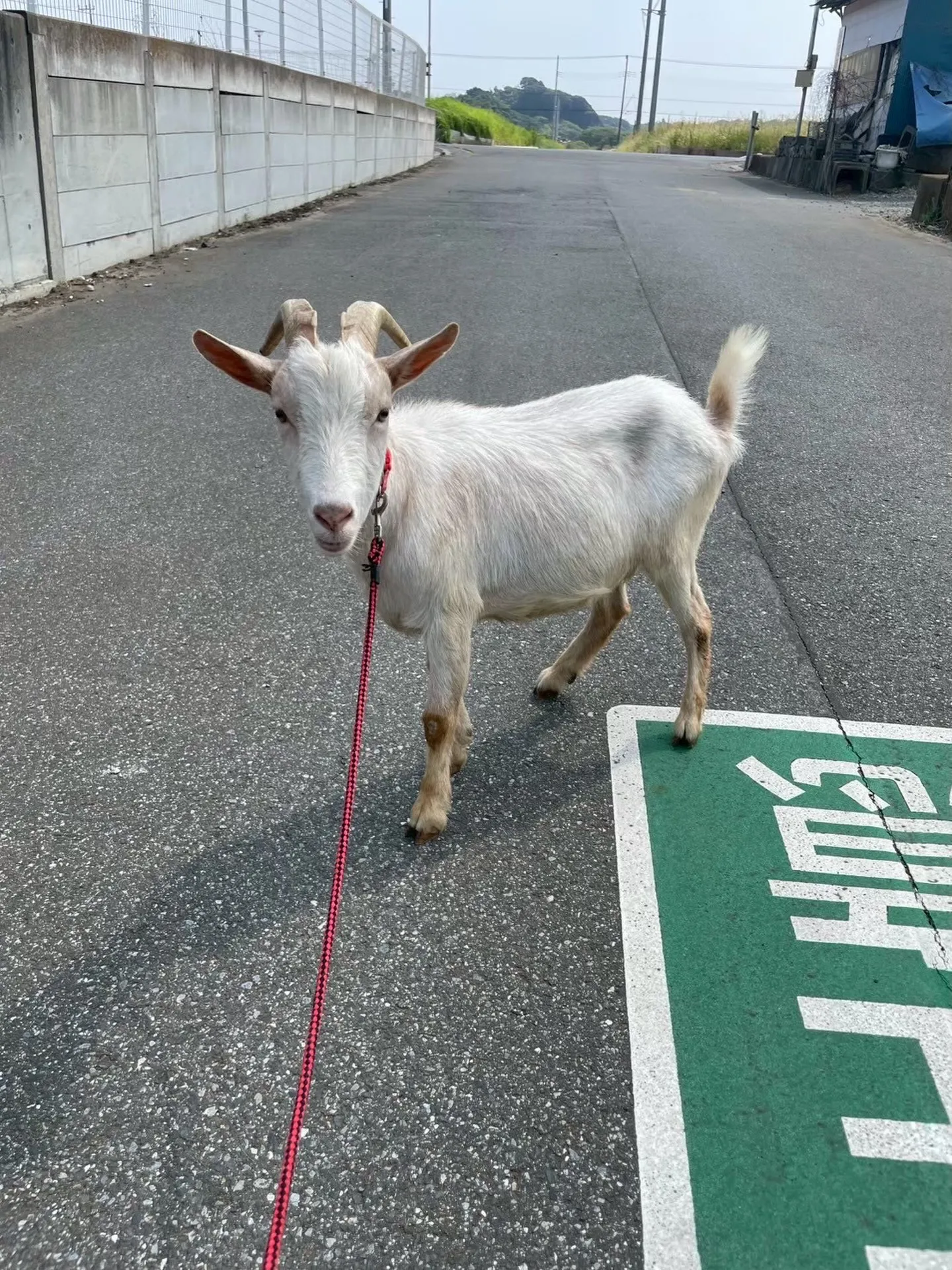 🐐しらおさんのおさんぽタイム🌿✨