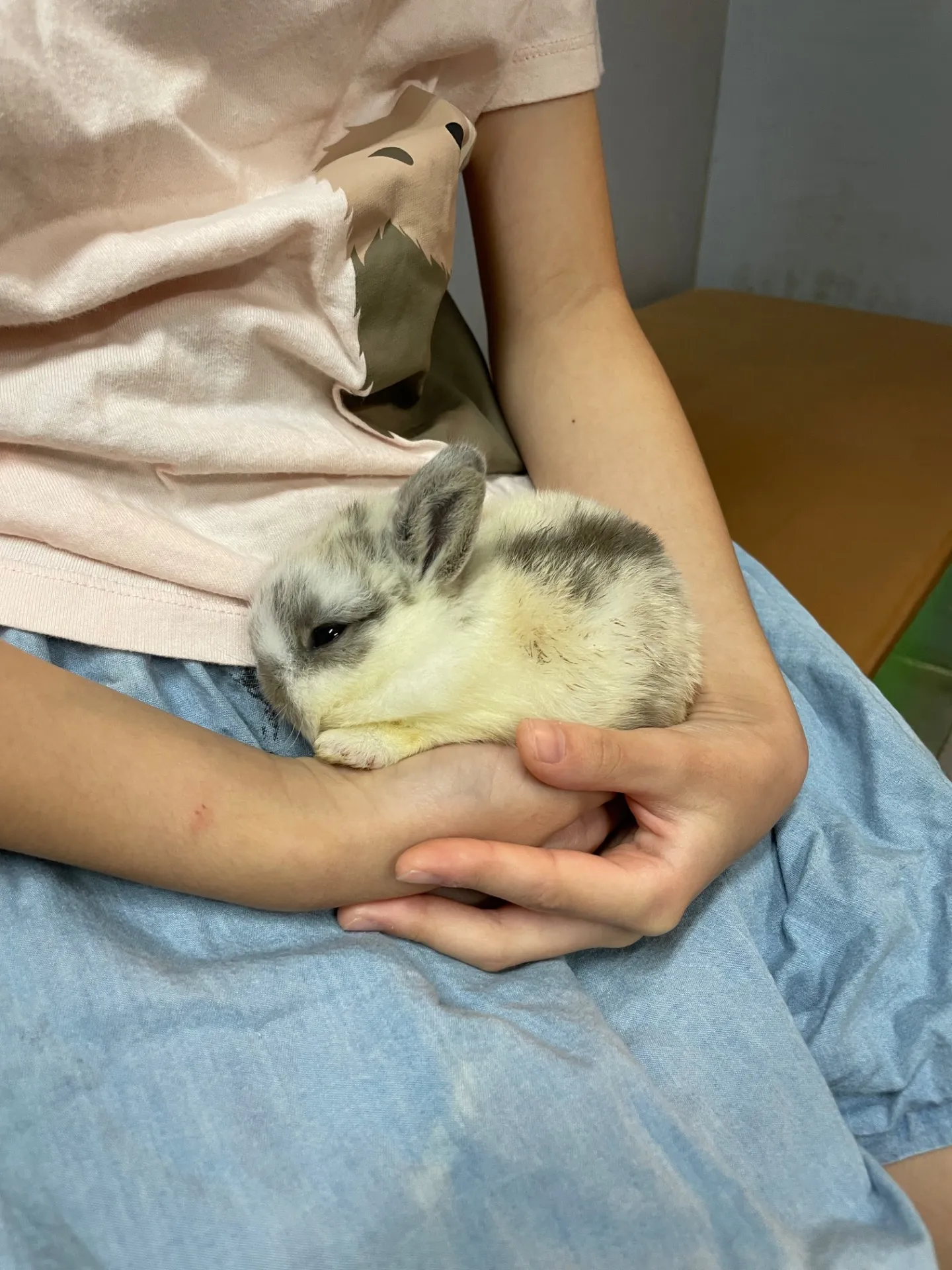 動物の千葉県での相談先や支援方法を徹底解説