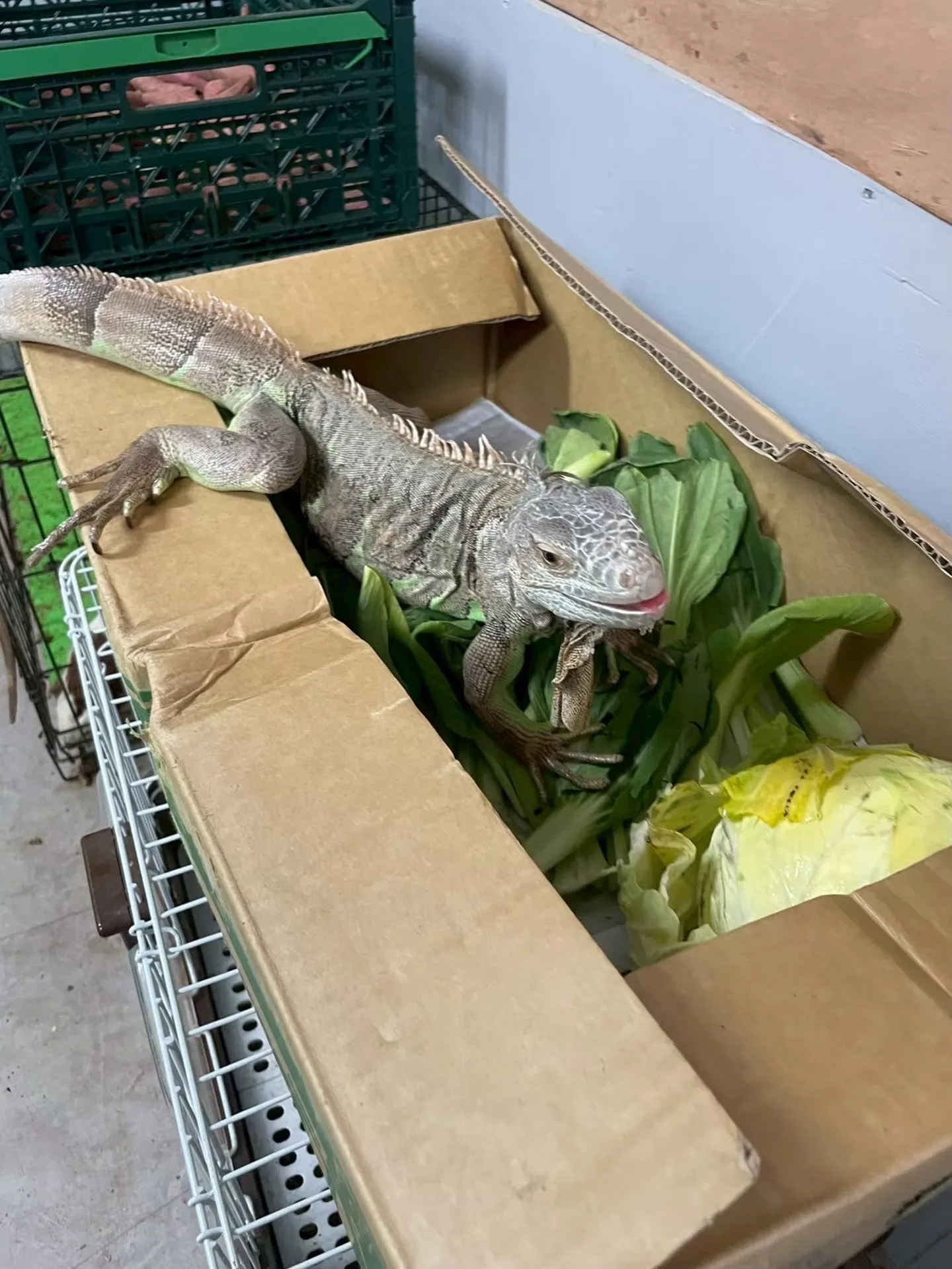🦎🥬 見つけちゃったごはんの山✨