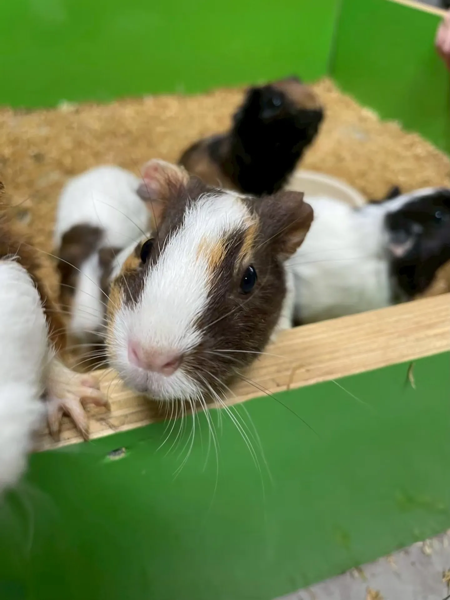 🐹モルモットさん、ひょっこり🐹✨