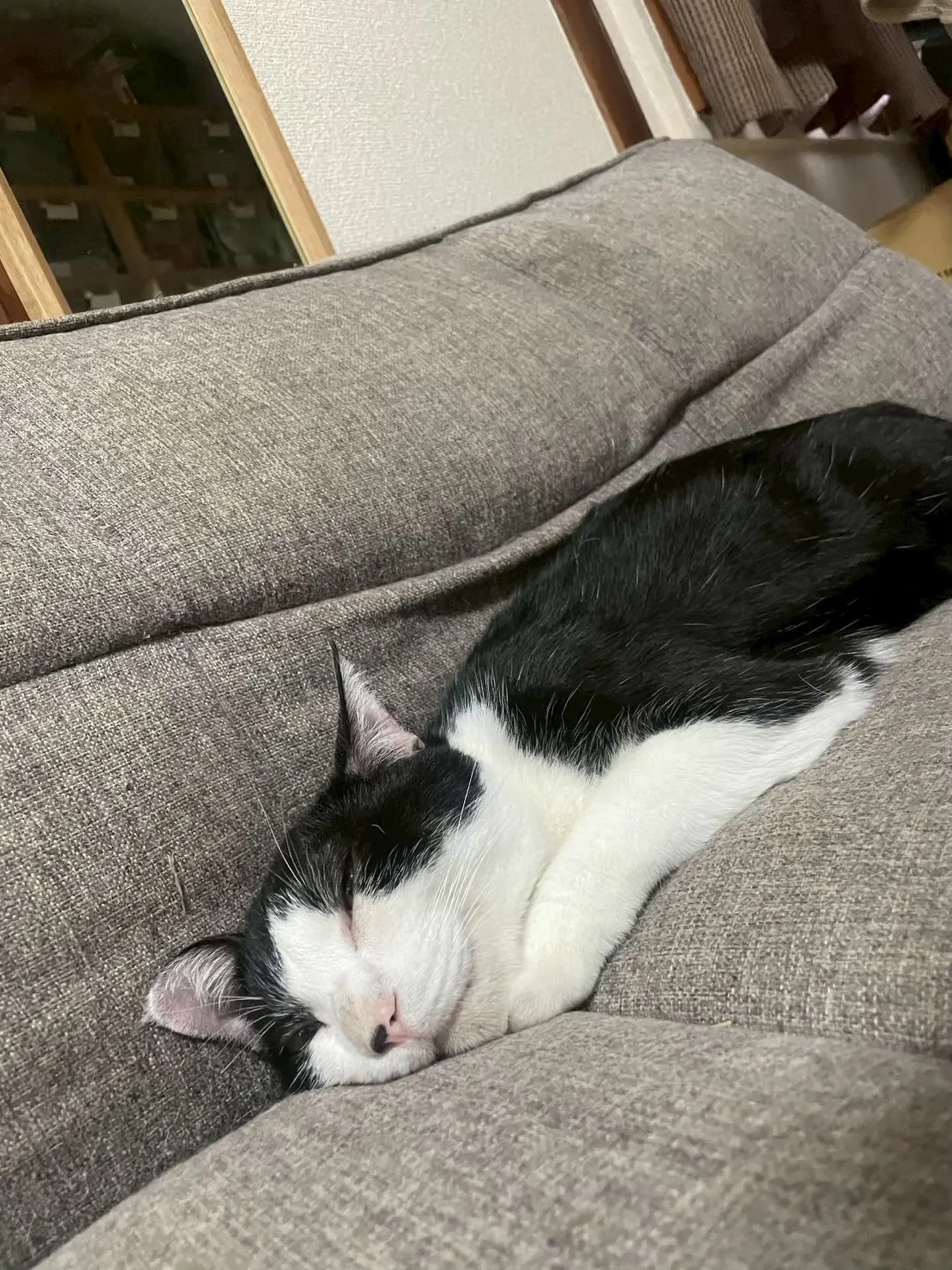 ๐ฑใใใใใฟใคใ ๐ฑโจ