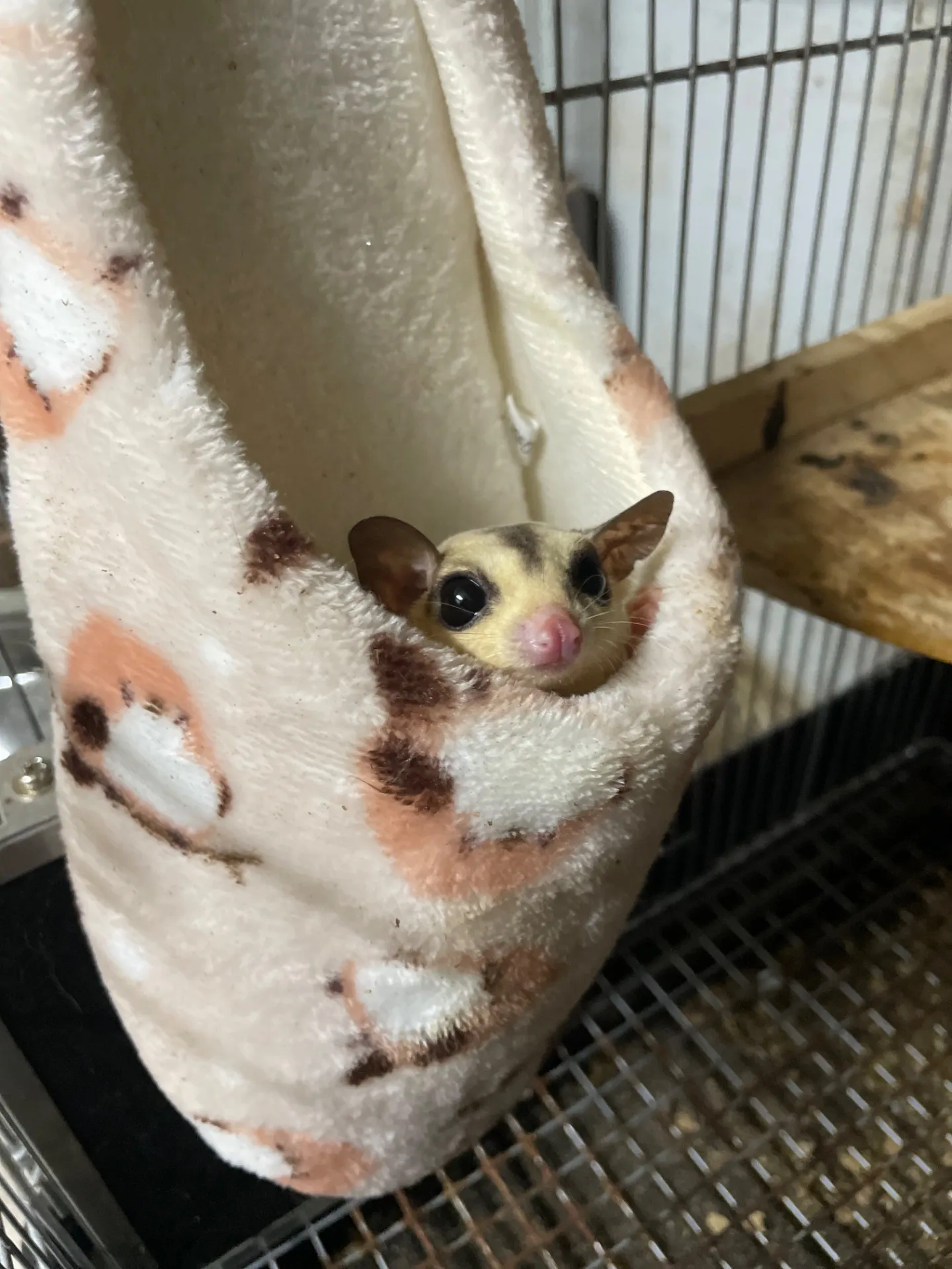 動物と千葉県で楽しむクリスマス特別イベントと冬の思い出ガイド