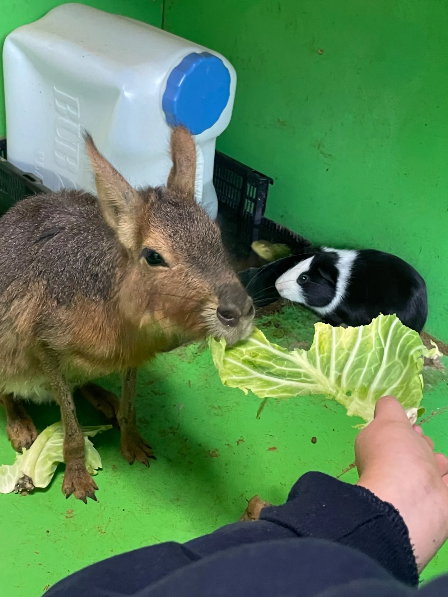 動物と触れ合える千葉県の家族で楽しめるスポット徹底ガイド