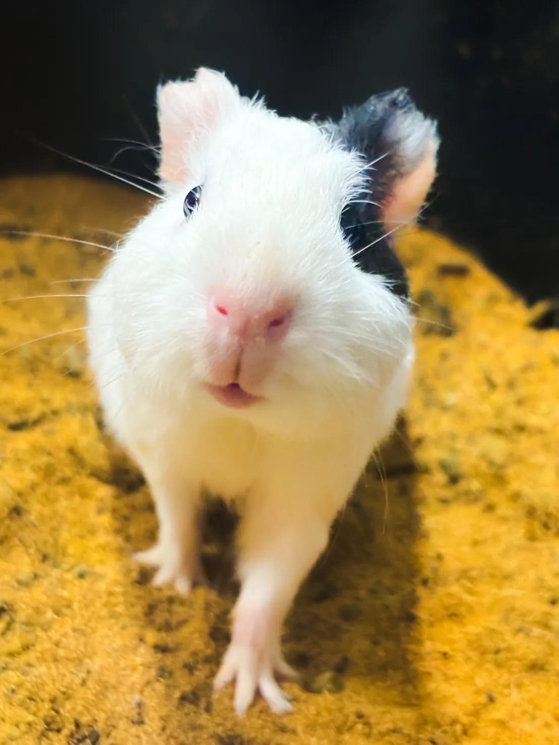 動物と千葉県で誕生日を過ごす家族のための特別なふれあい体験ガイド